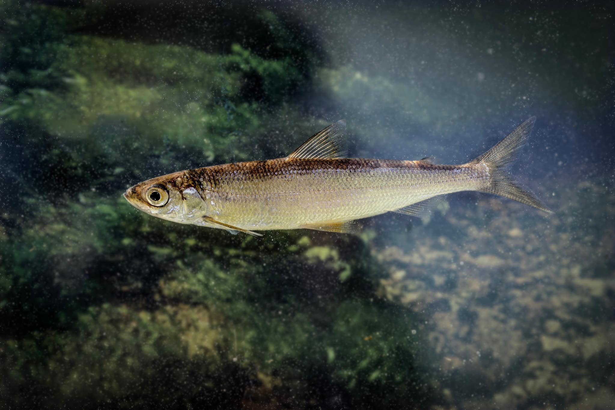 Vendace were introduced to Loch Skeen in the late 1990s