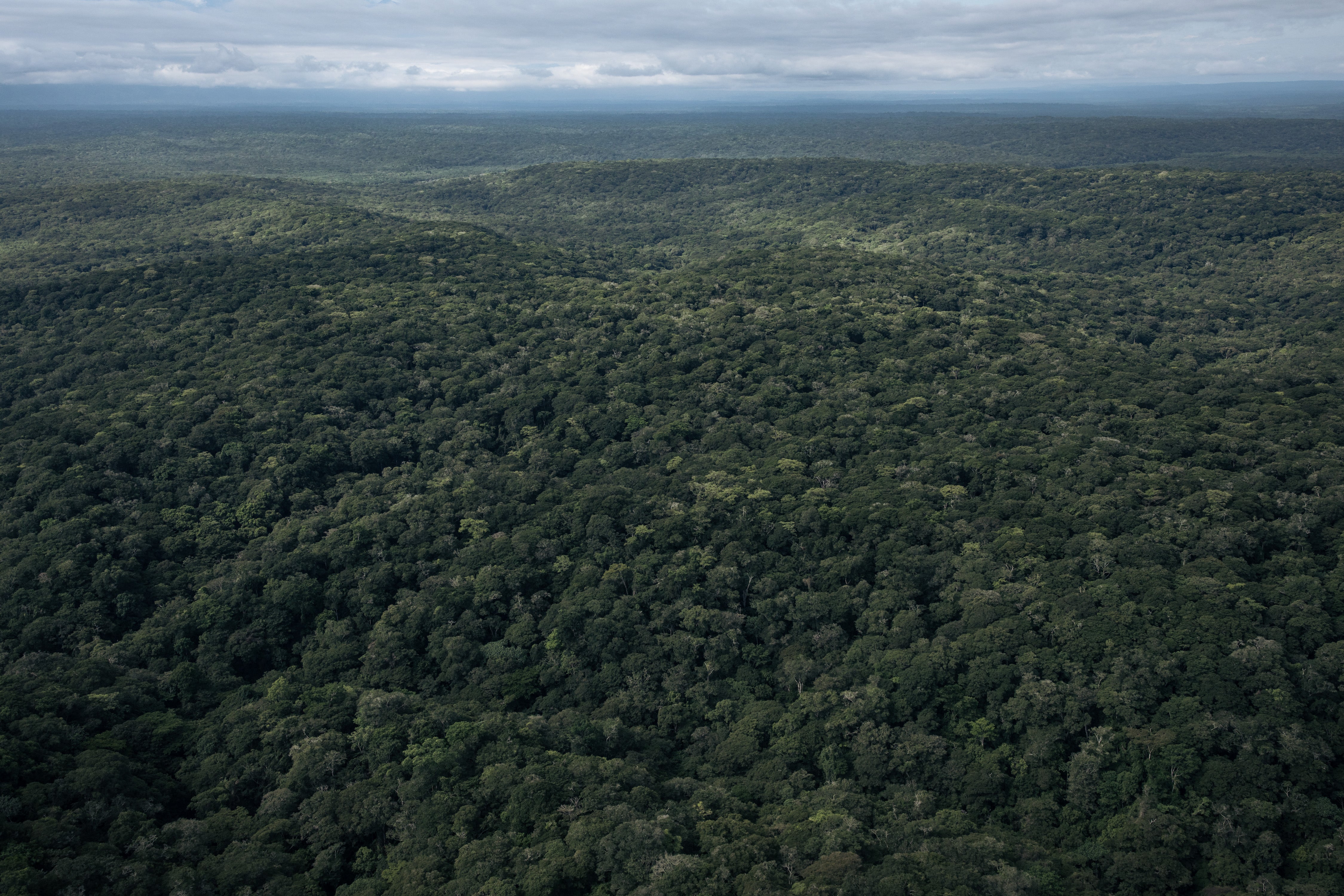 The Congo rainforest in DRC, which is the world’s last great rainforest carbon sink