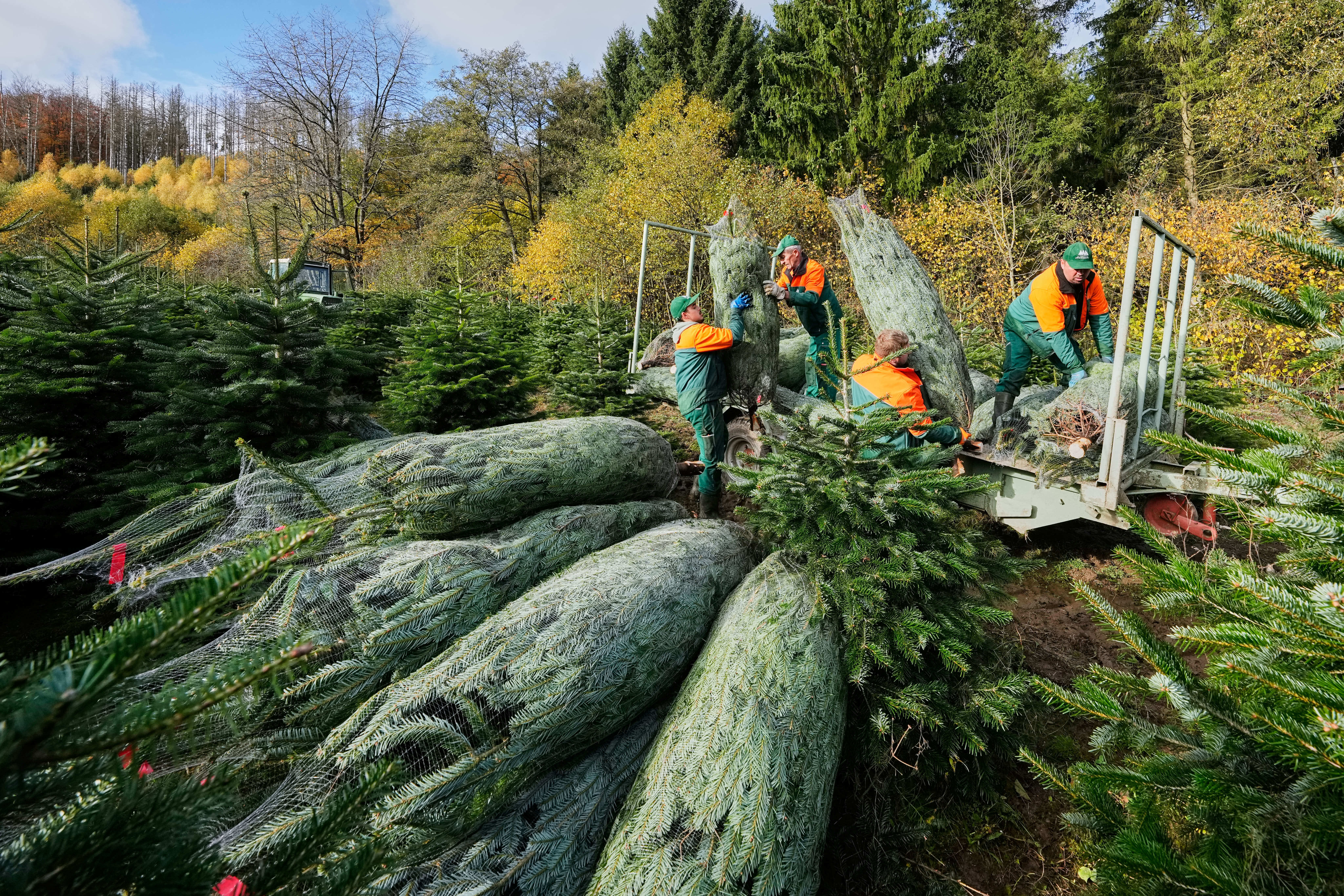 Germany Christmas Tree Harvest
