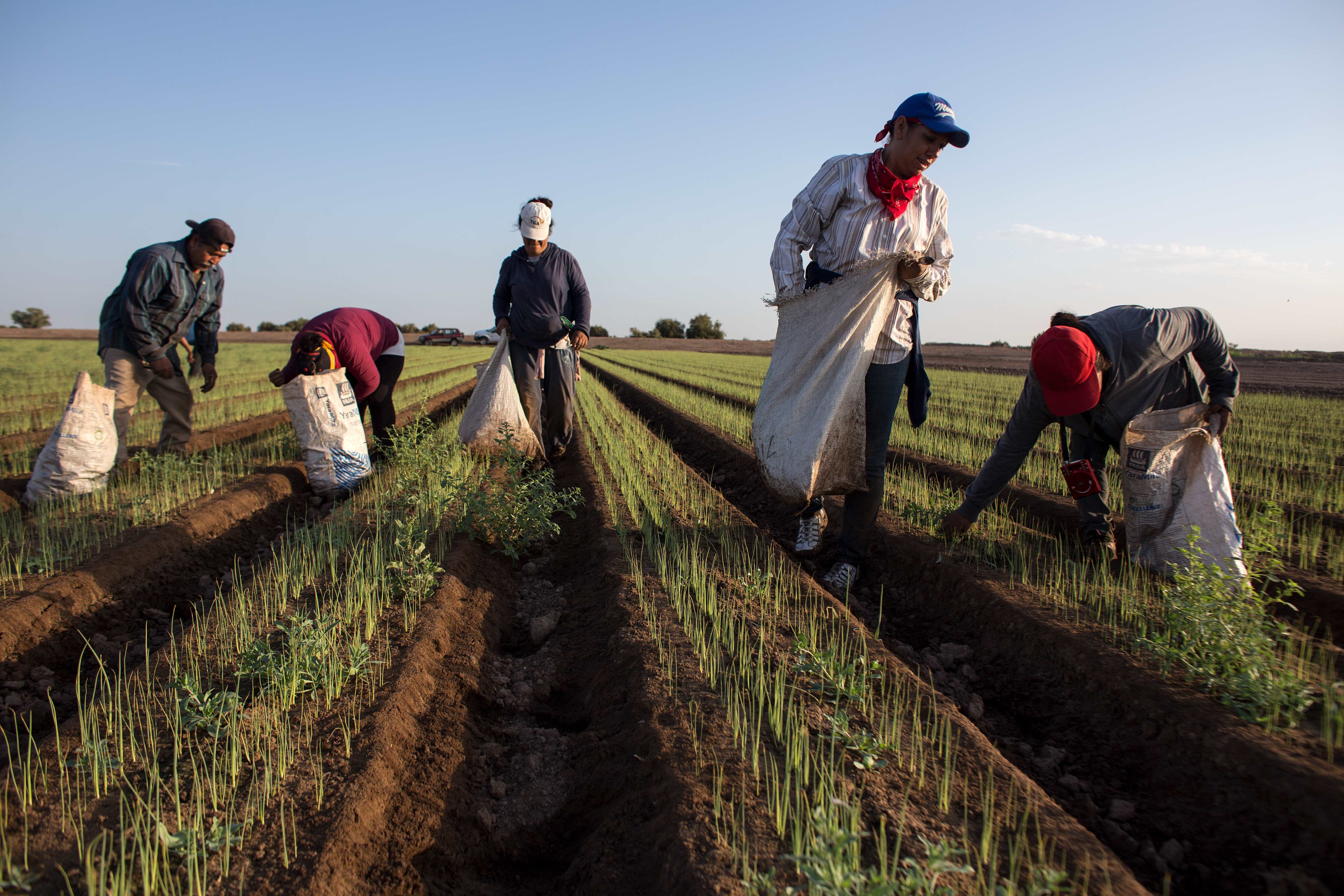 Day laborers harvest chives in a field in Baja California, Mexico, in August 2017. Chives are found in most U.S. grocery stores.