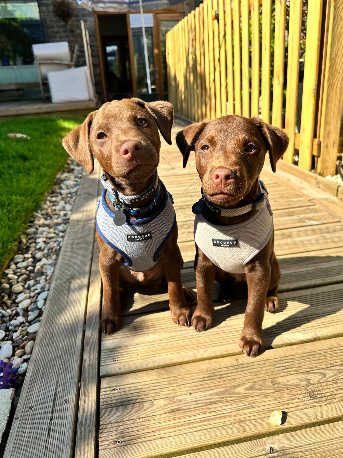 Angela Spenley-Roberts, 51, is the owner of two patterdale terriers Molly and Roco
