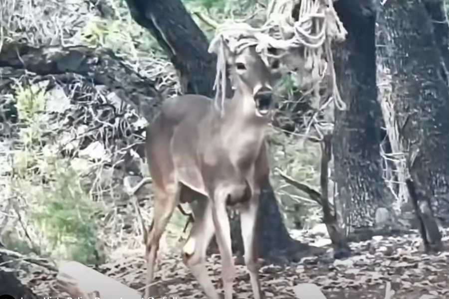 This 'emo deer' with a hammock tangled around its antlers is 'totally fine,' Texas police and wildlife officals said