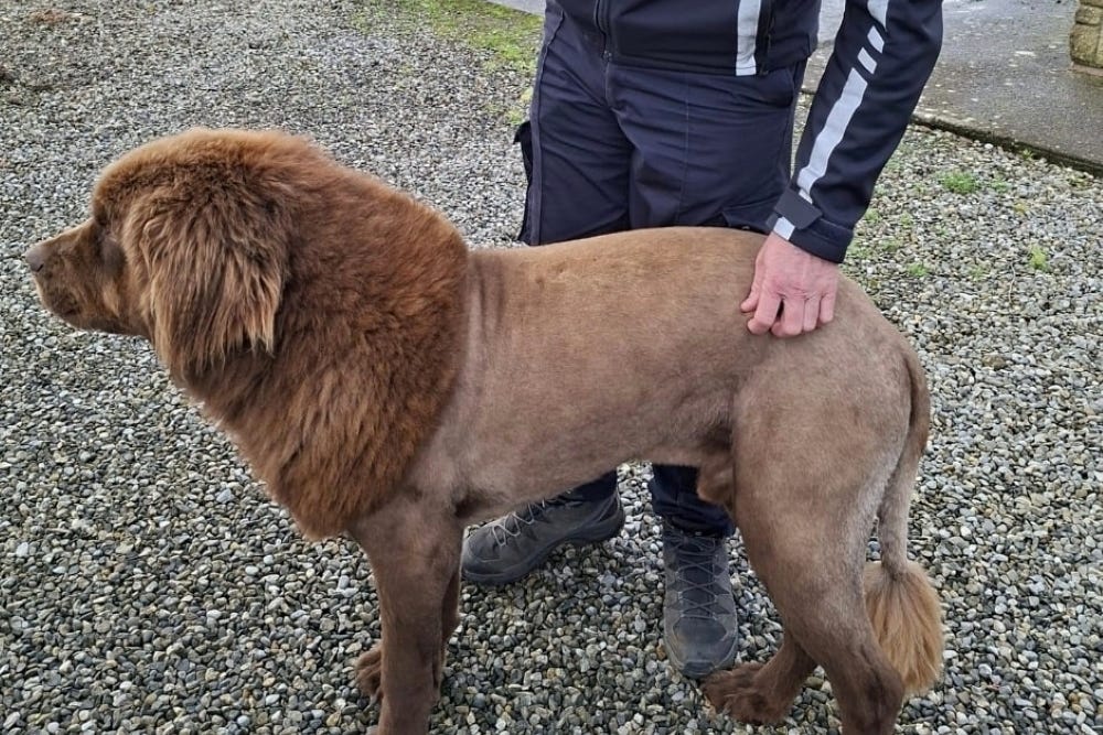 Gardai uploaded pictures of the dog on Facebook