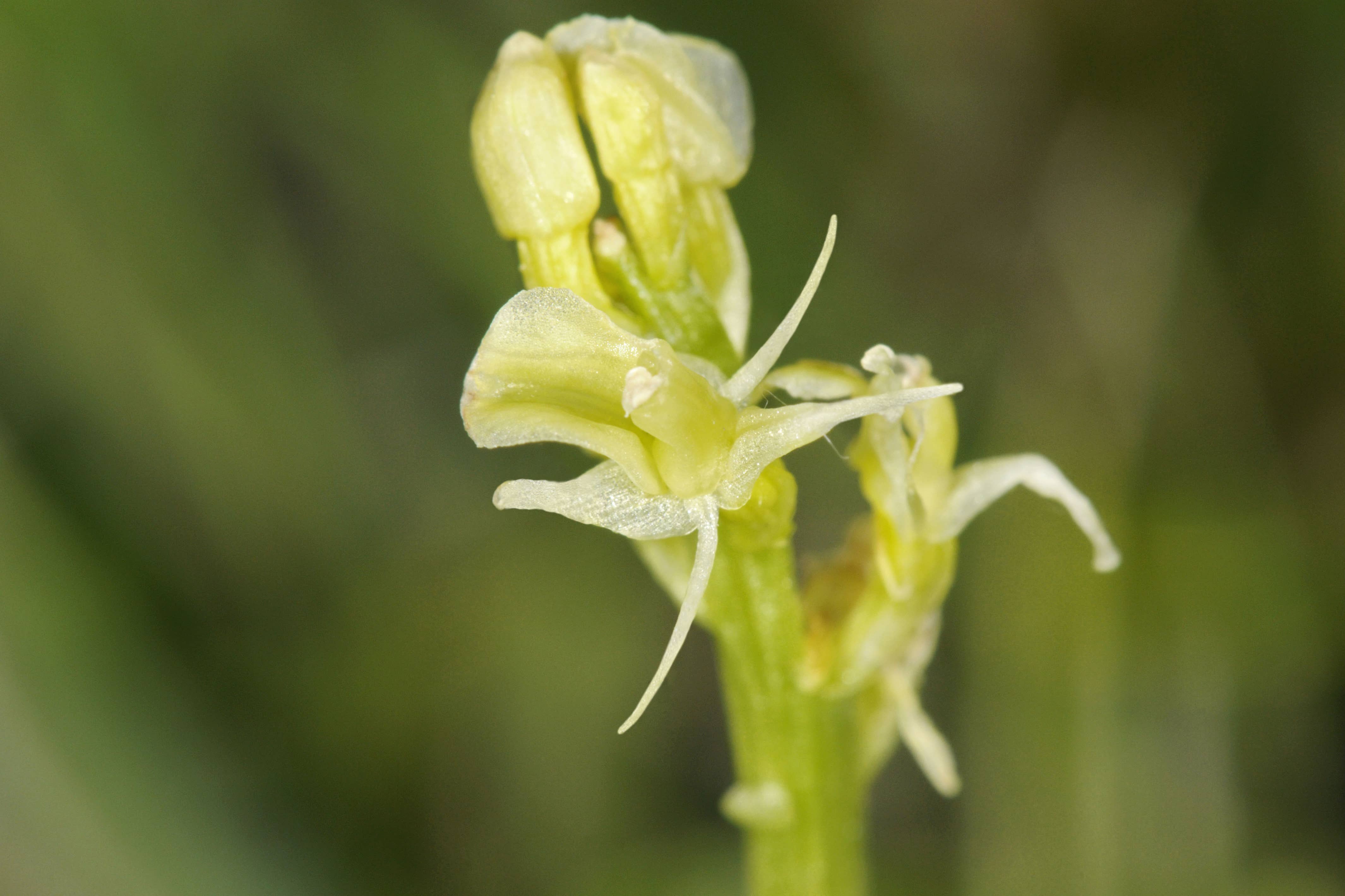 Fen orchid (Liparis loeselii) has been brought back from the brink of extinction (Alamy/PA)