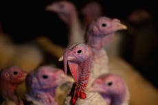 A person has died from the H5N5 bird flu strain. Here’s what we know