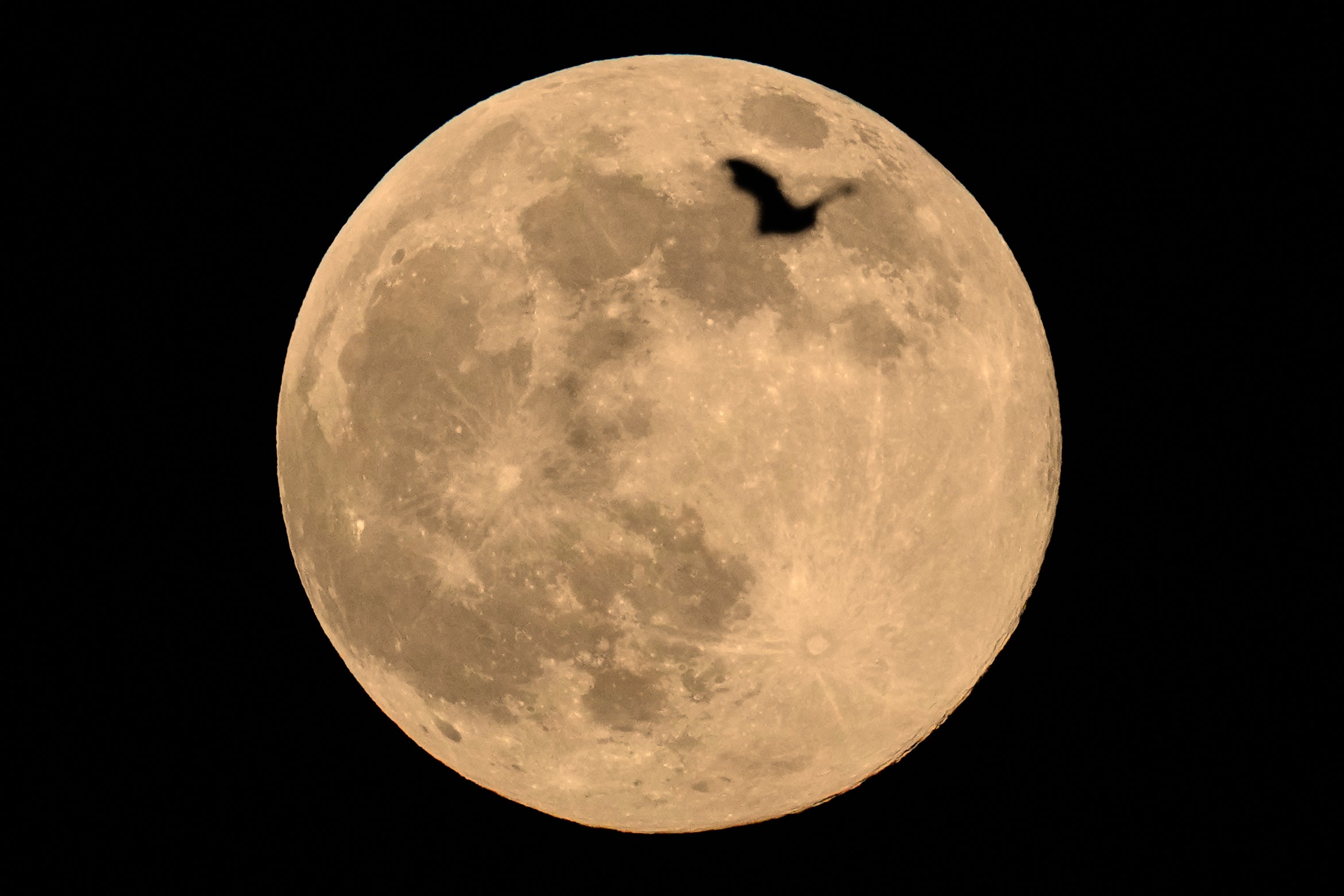 <p>India Supermoon</p>