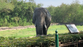 India’s loneliest elephant died of rare virus after decades of isolation in zoo