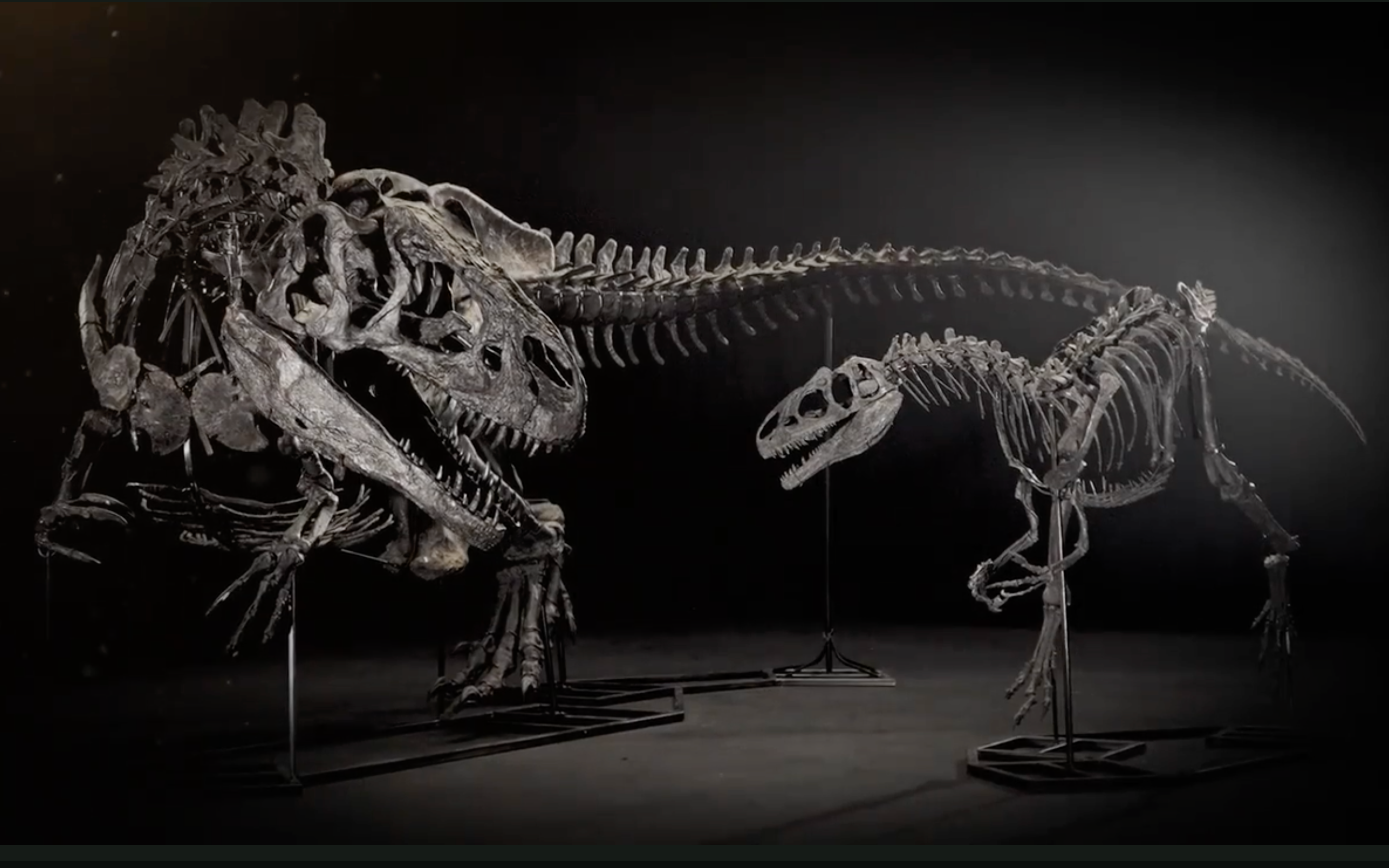 <p>The allosaurus specimens, which sold for more than £8m at auction, seen here in a screenshot from a Christie’s promotional video</p>