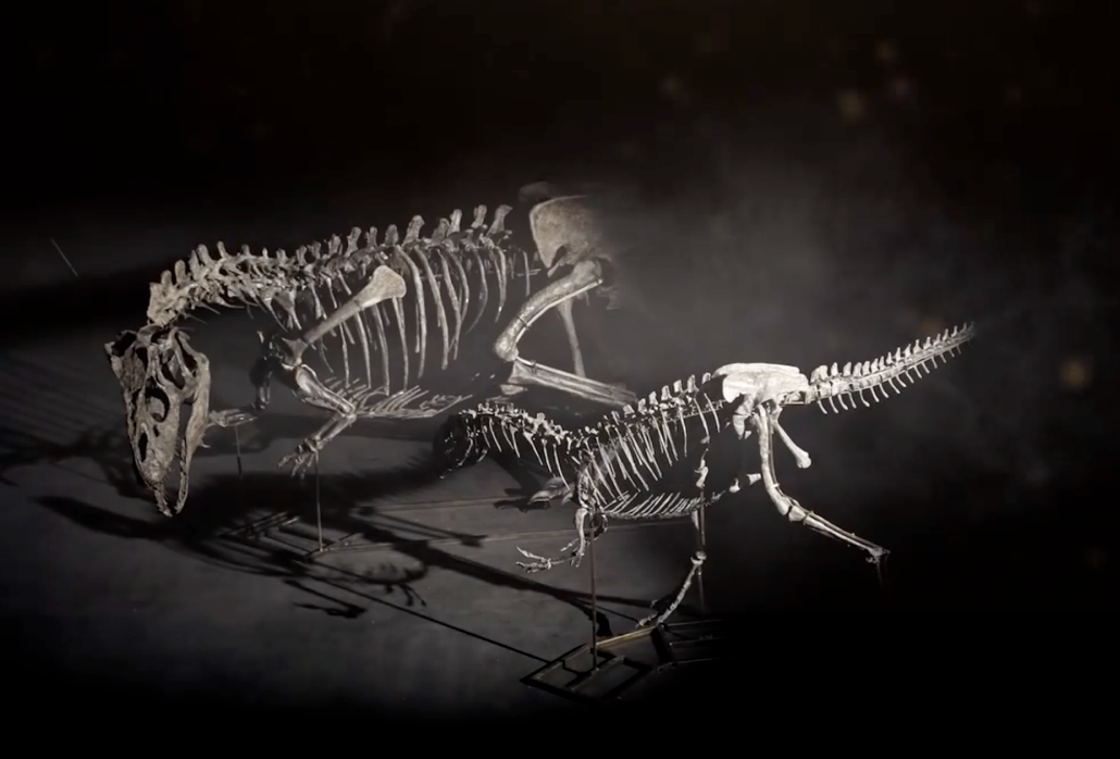 The two allosaurus skeletons, seen here in a screenshot from a Christie’s promotional video