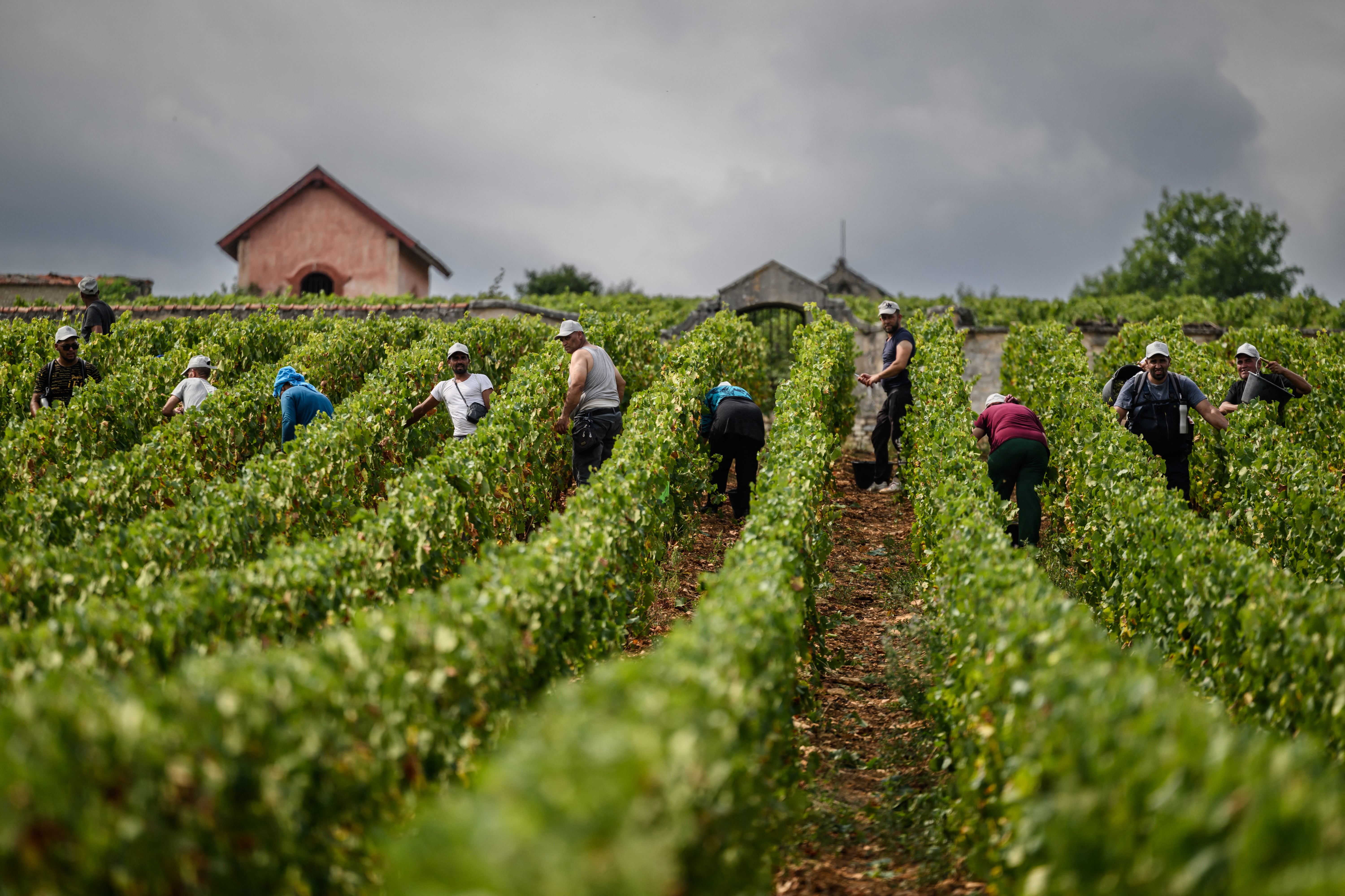 Grape harvesters work in the vineyards of Chateau de Meursault in the Burgundy region of France in August. Grapes for wine are being threatened by more extreme rain and drought driven by climate change