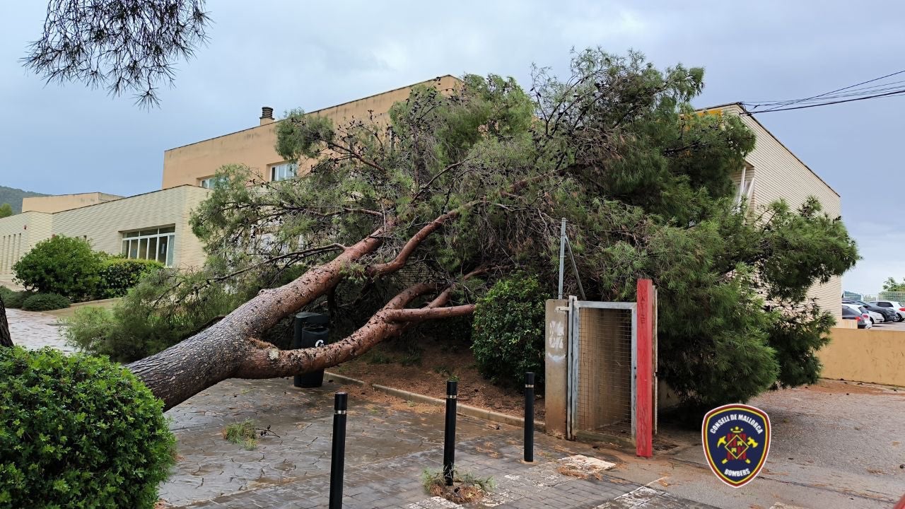 Fallen tree damages house during storm in Mallorca