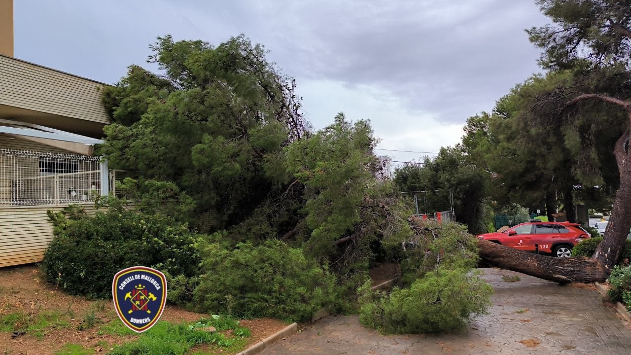 A fallen tree has damaged a home in Mallorca as storms rage