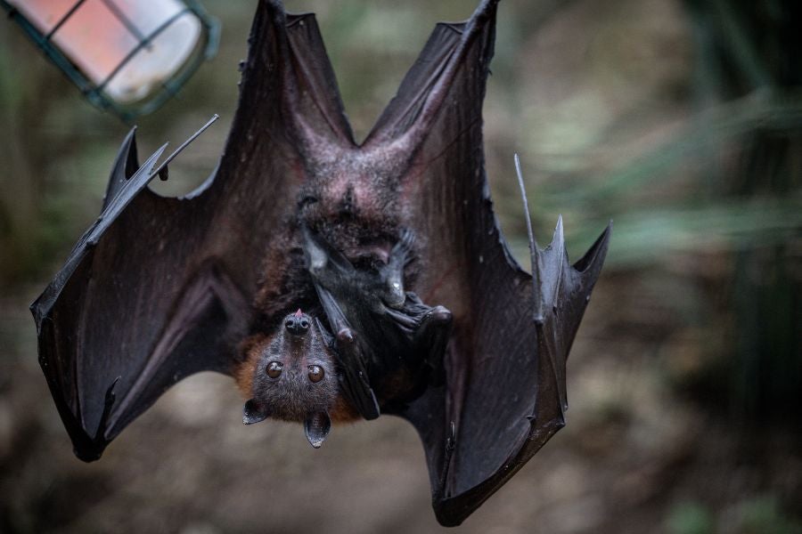 Los Angeles County reported 61 rabid bats so far this year, second only to 2021’s record, continuing a decade-long rise