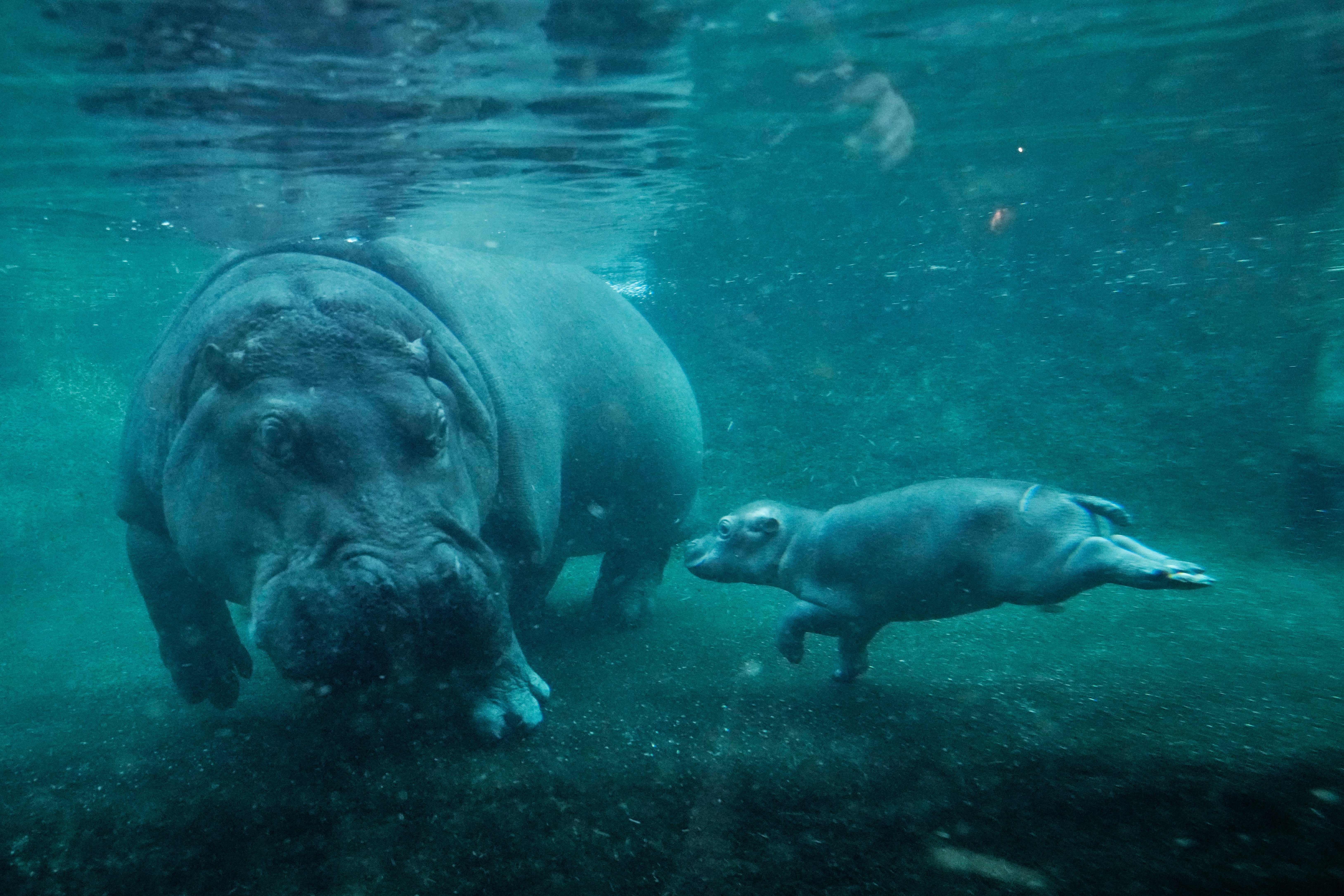 APTOPIX Germany Hippo