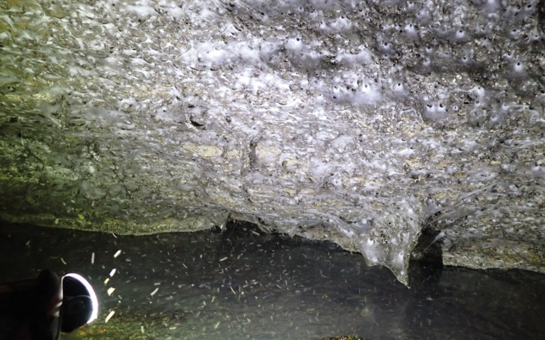 Sulphur cave spiders