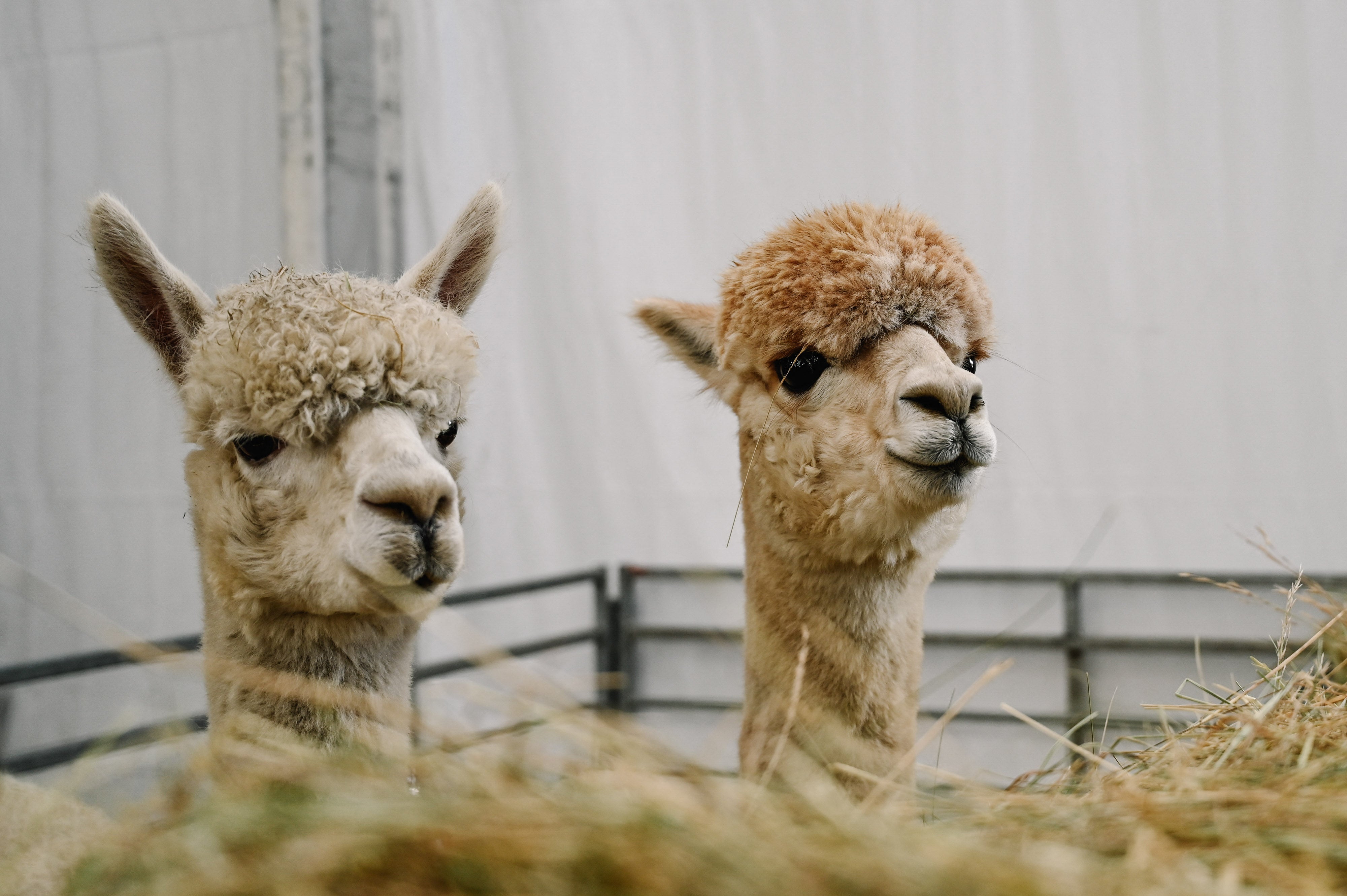 Two alpacas are in their pen on straw during the Livestock Summit