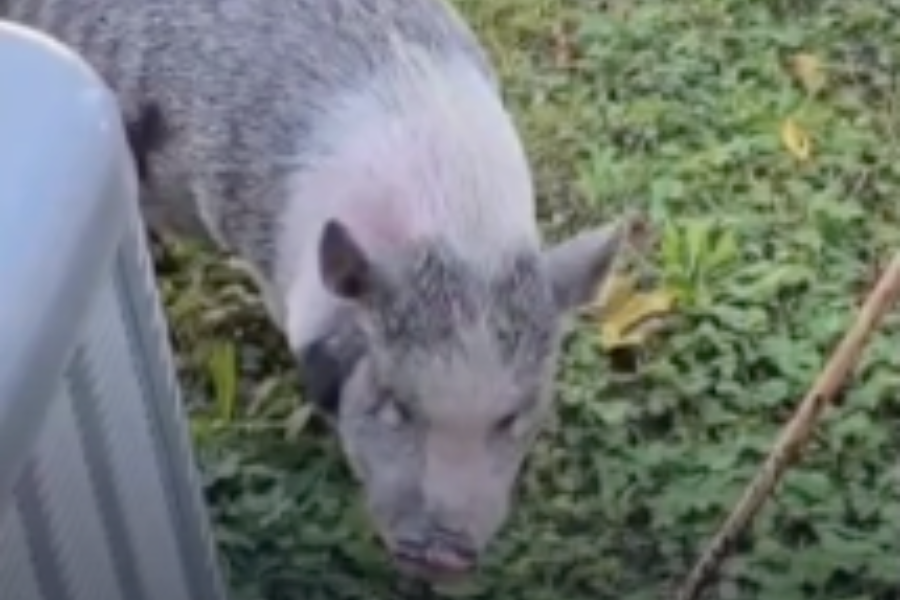 City officials are probing the incident, after calling it ‘unacceptable’