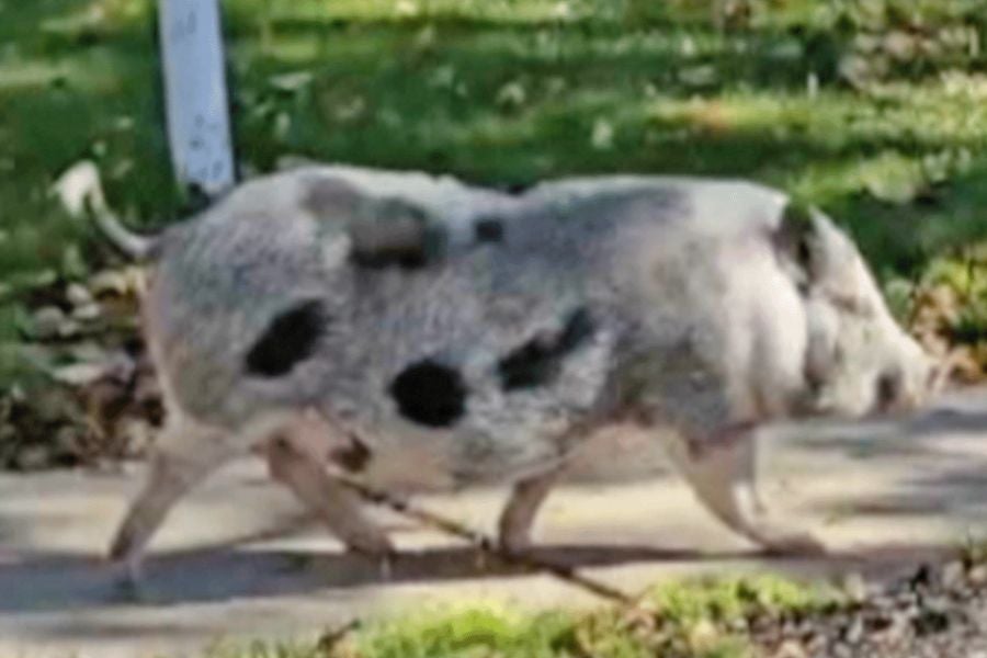 'Breakfast' the pig, potentially owned by a Buffalo police officer, allegedly attacked a woman Thursday in the Hamlin Park Historic District