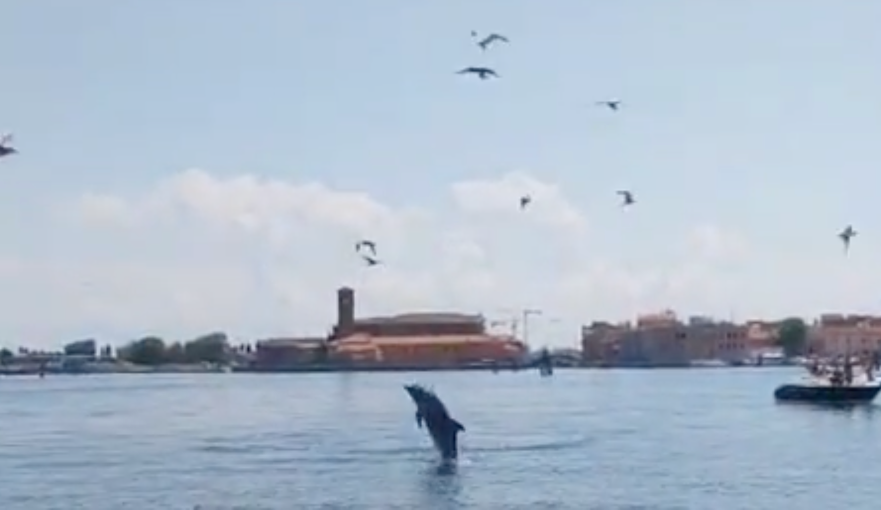 The dolphin, nicknamed Mimmo, has delighted tourists in Venice - but is now in danger due to heavy marine traffic
