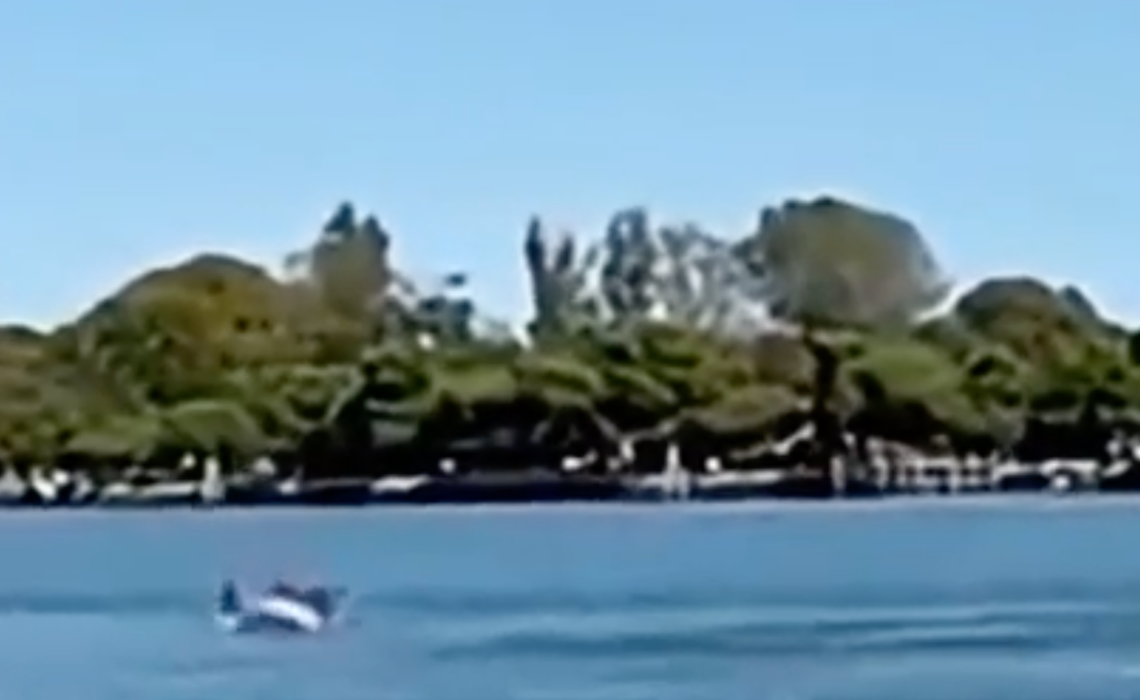 The dolphin has been seen near St Mark's Basin, a busy part of the lagoon