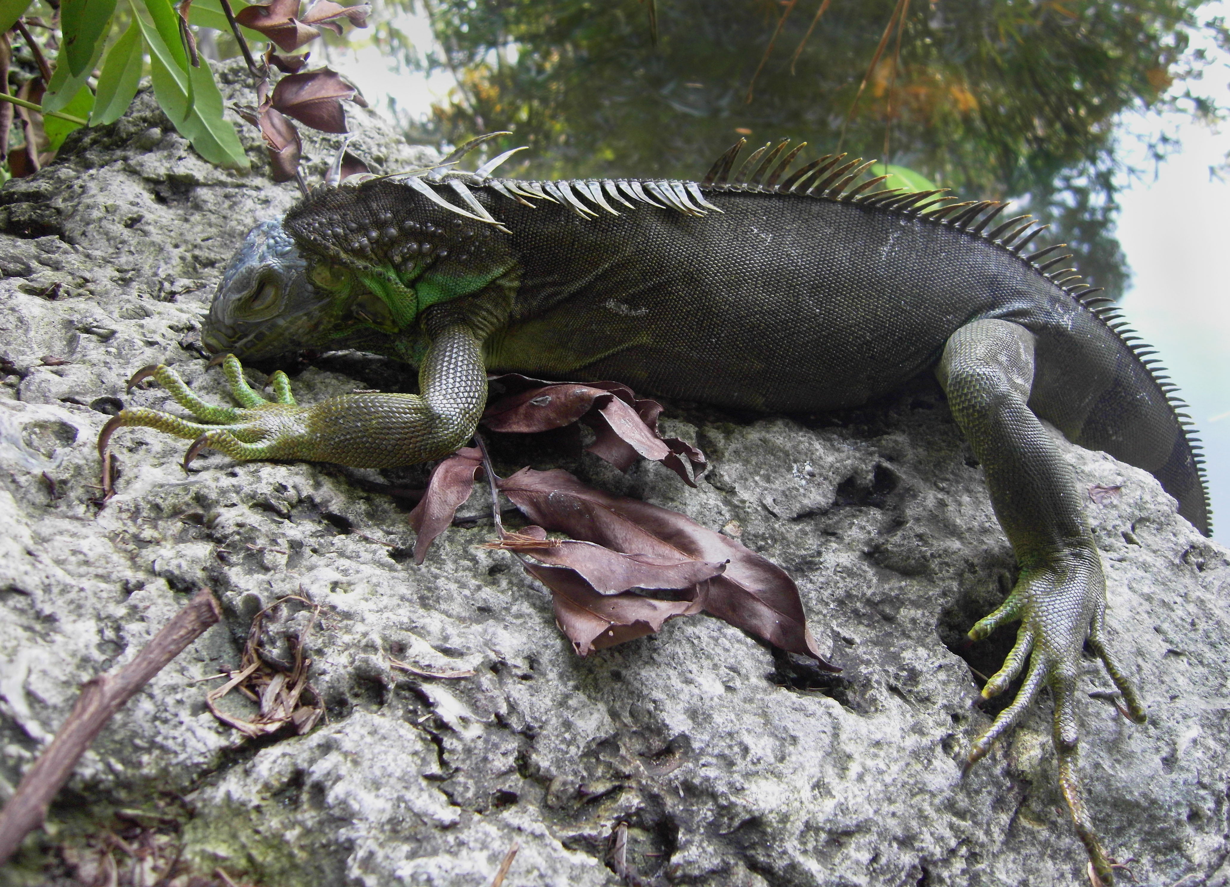 An iguana which fell from a tree climbs a rock in Miami, Florida, in January 2010. The cold-blooded reptiles can become cold-stunned in temperatures below 40 degrees