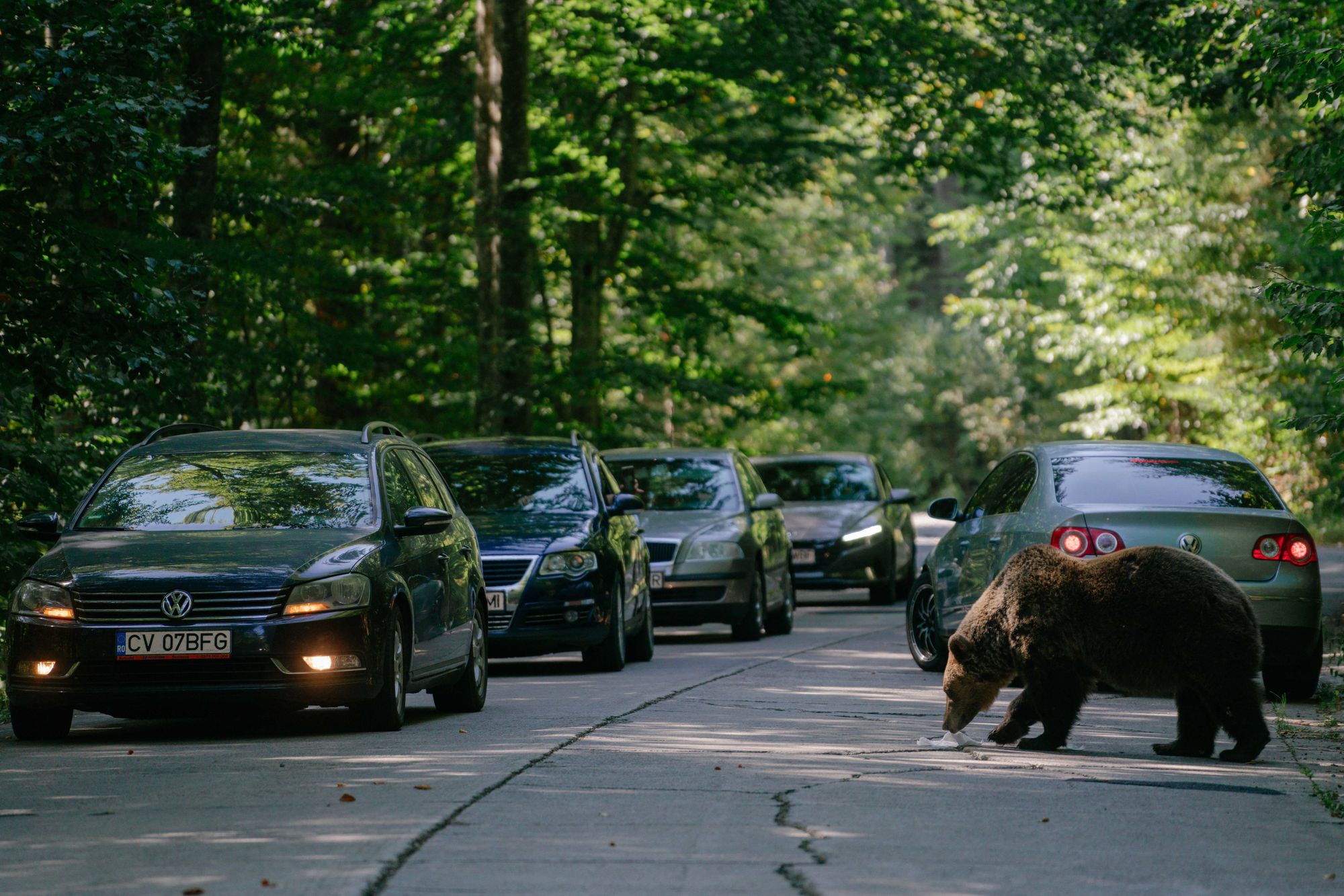 Lower levels of staffing have potential to cause more serious problems, with a lack of monitoring of so-called ‘bear jams’ – traffic buildups which occur when bears get too close to the road – in Yellowstone National Park
