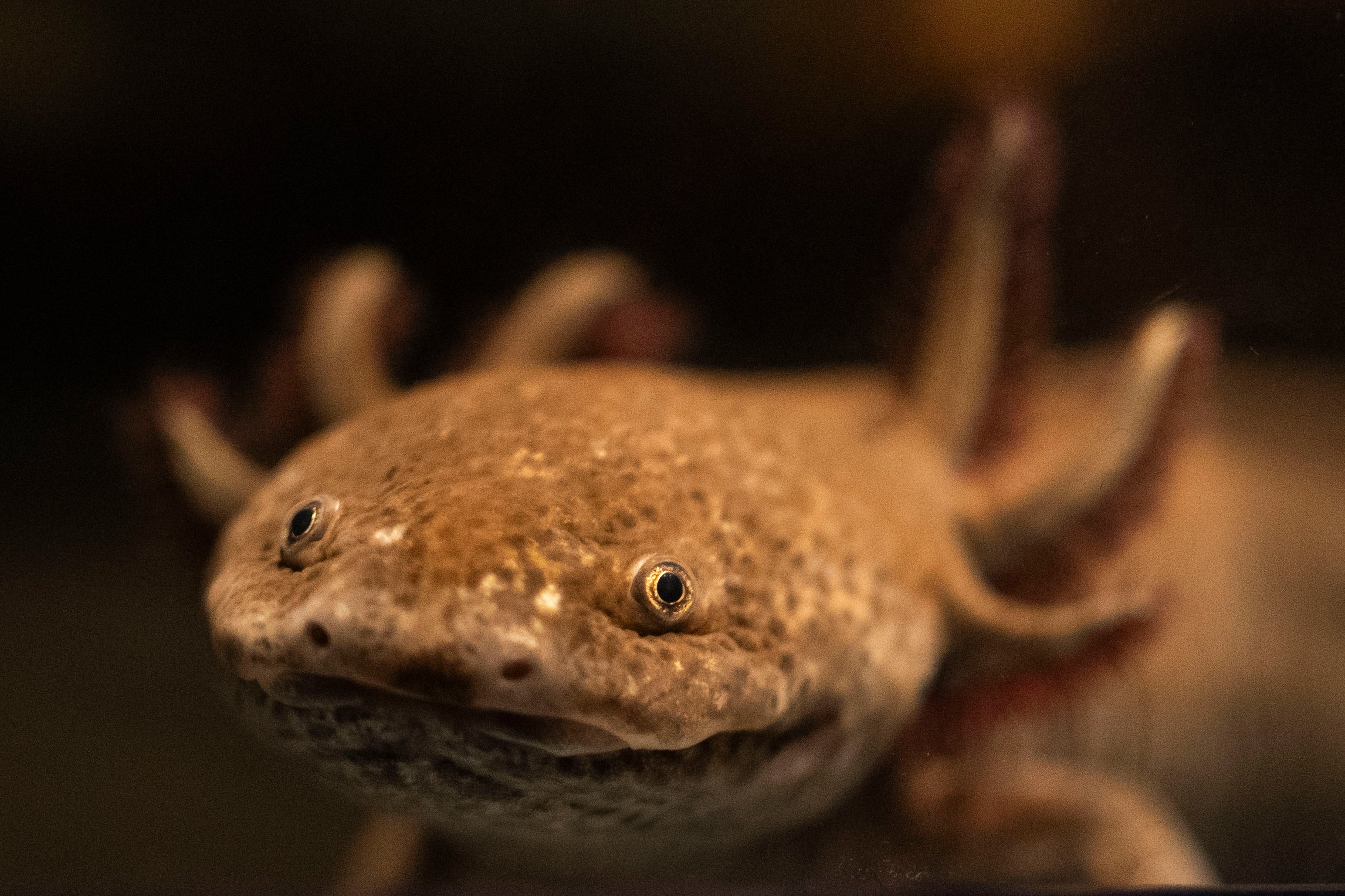 Marianne Cullen of Springfield, Massachusetts, raised about $1,000 for research into axolotls, which are salamanders that can regrow limbs