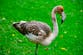 Baby flamingo missing from Cornwall wildlife park found living in France