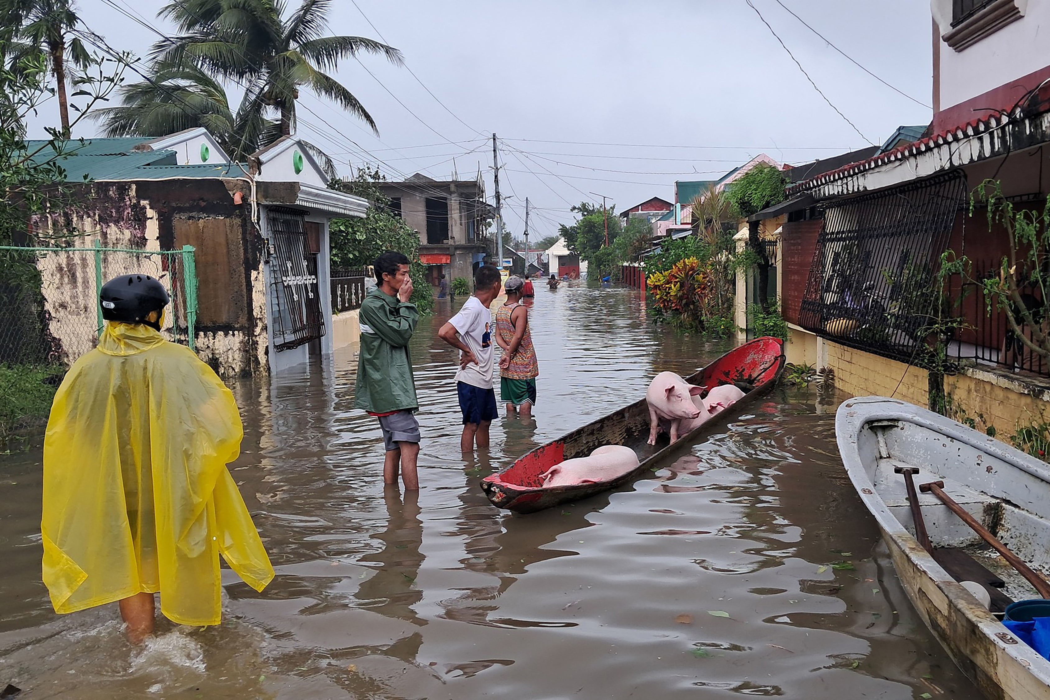 Residents move out pigs on a boat amid flooding brought by Super Typhoon Fung-wong in Pandan, Catanduanes province