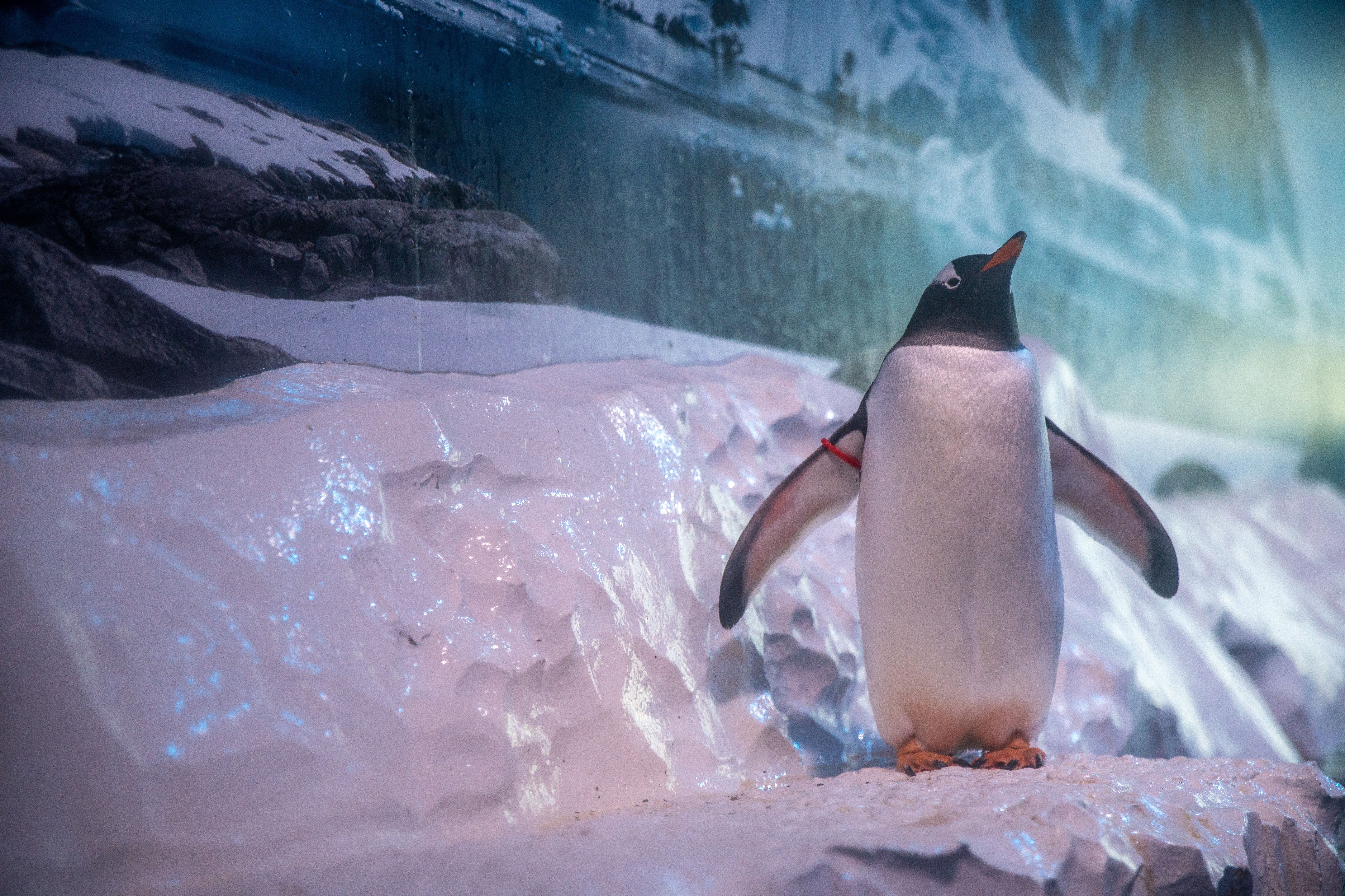 The Gentoo penguins’ enclosure at Sea Life London Aquarium (Born Free/PA)