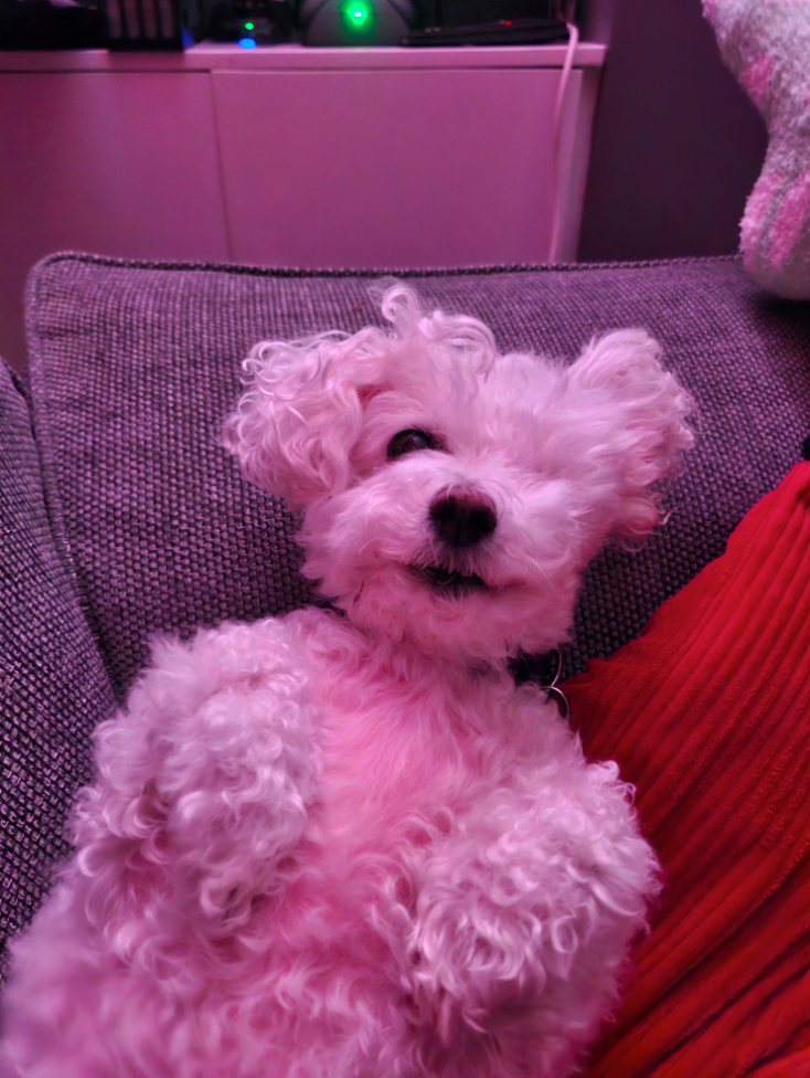 Maintaining Poppy’s current treatment for the rest of her expected lifetime would cost over £13,000