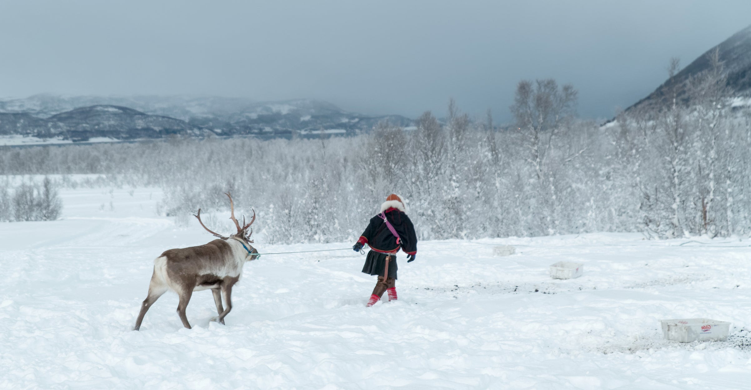 Reindeer are an important part of Sami culture