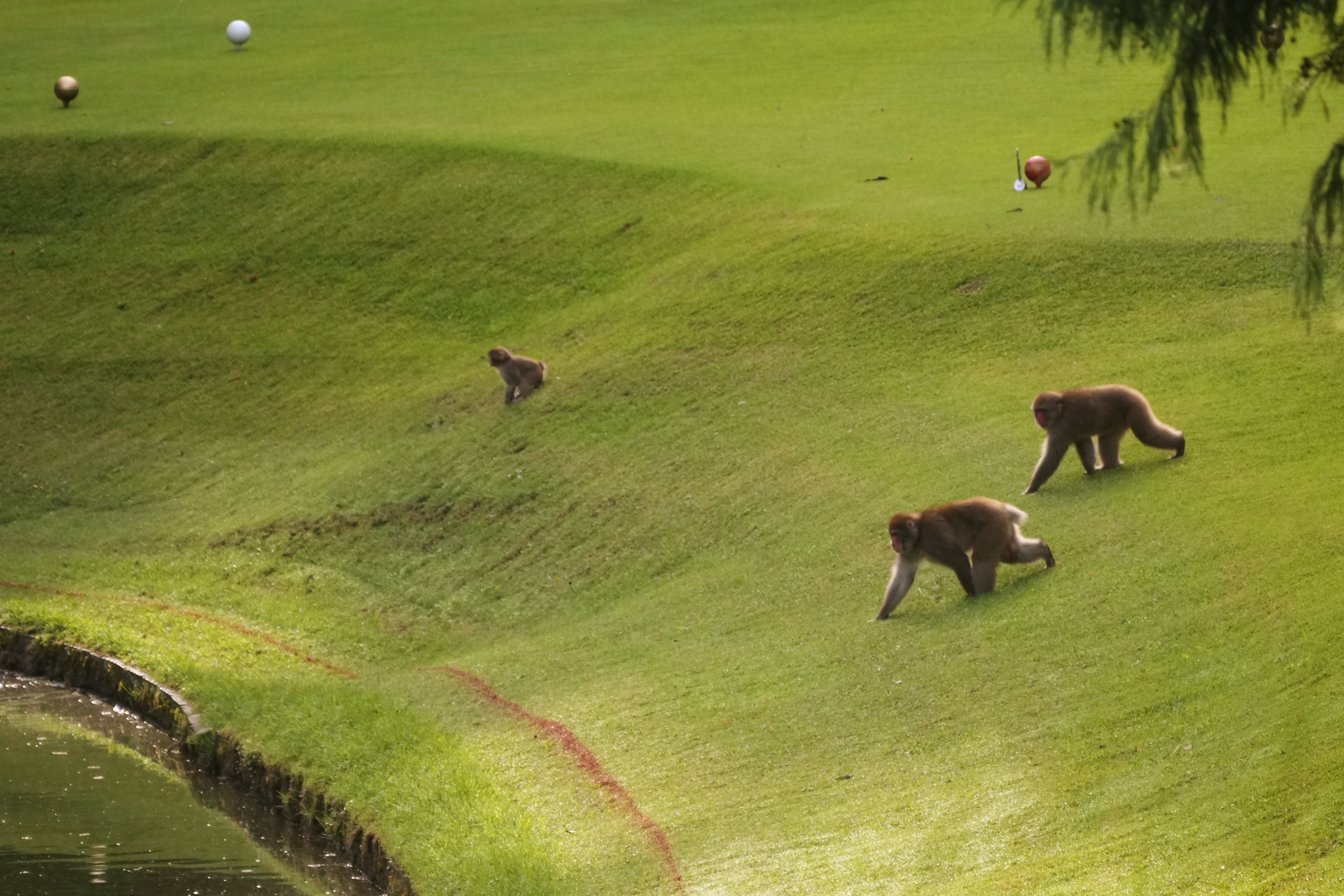 Monkeys move across a golf course in Azumino