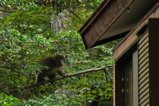 <p>A monkey moves toward the roof of a house in Azumino, central Japan</p>