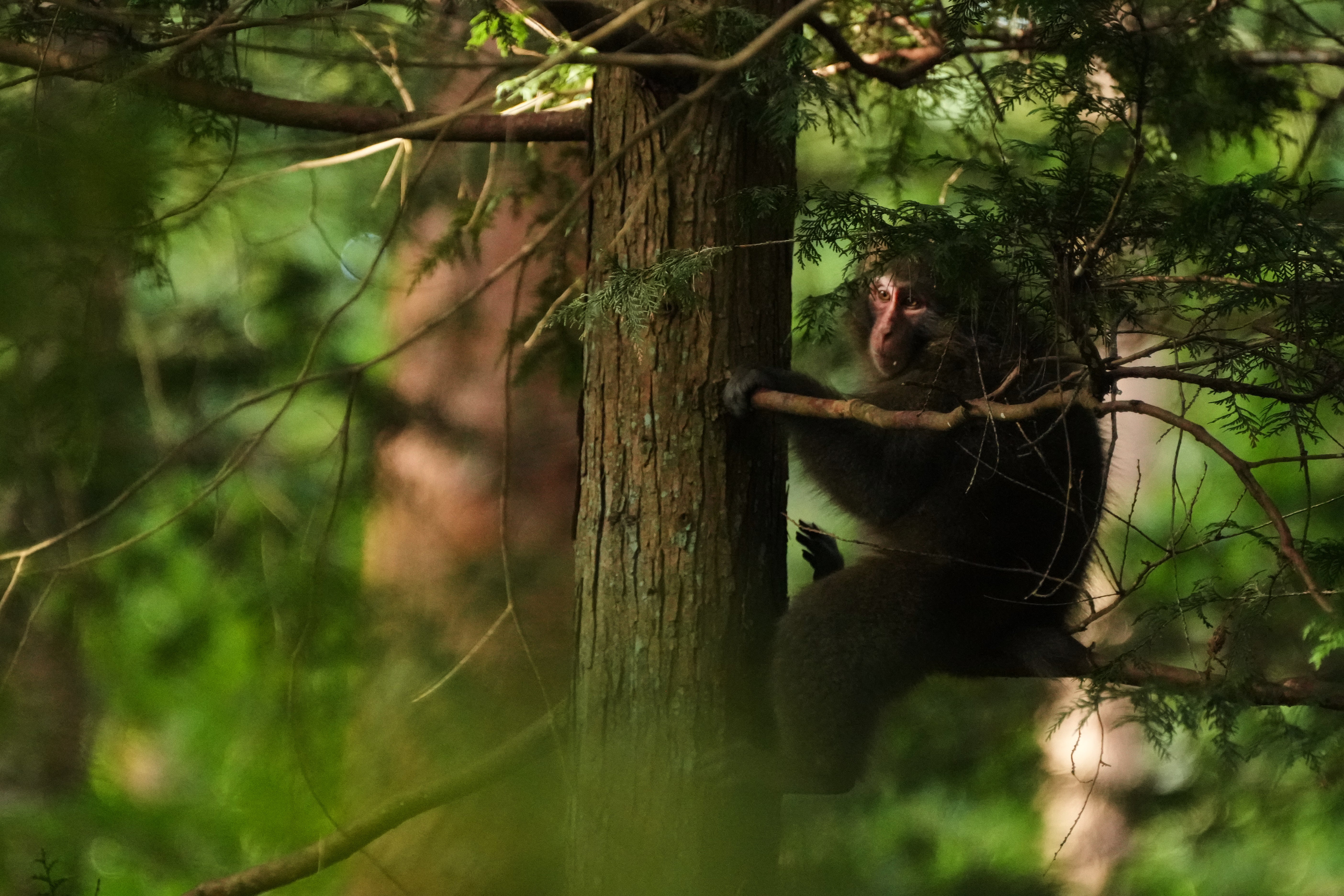 A monkey rests near a residential area in Azumino