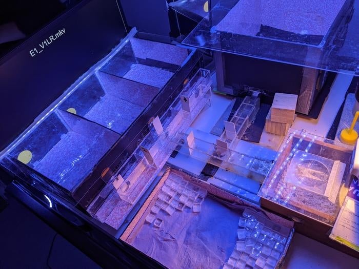 Researchers used a maze set-up to test whether the bees could recognise the light signals