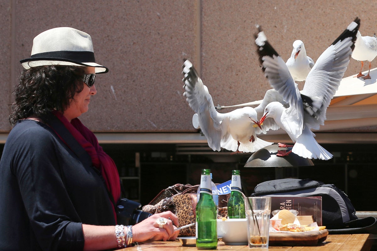 Drawing eyes on food packaging may stop seagulls from stealing your lunch