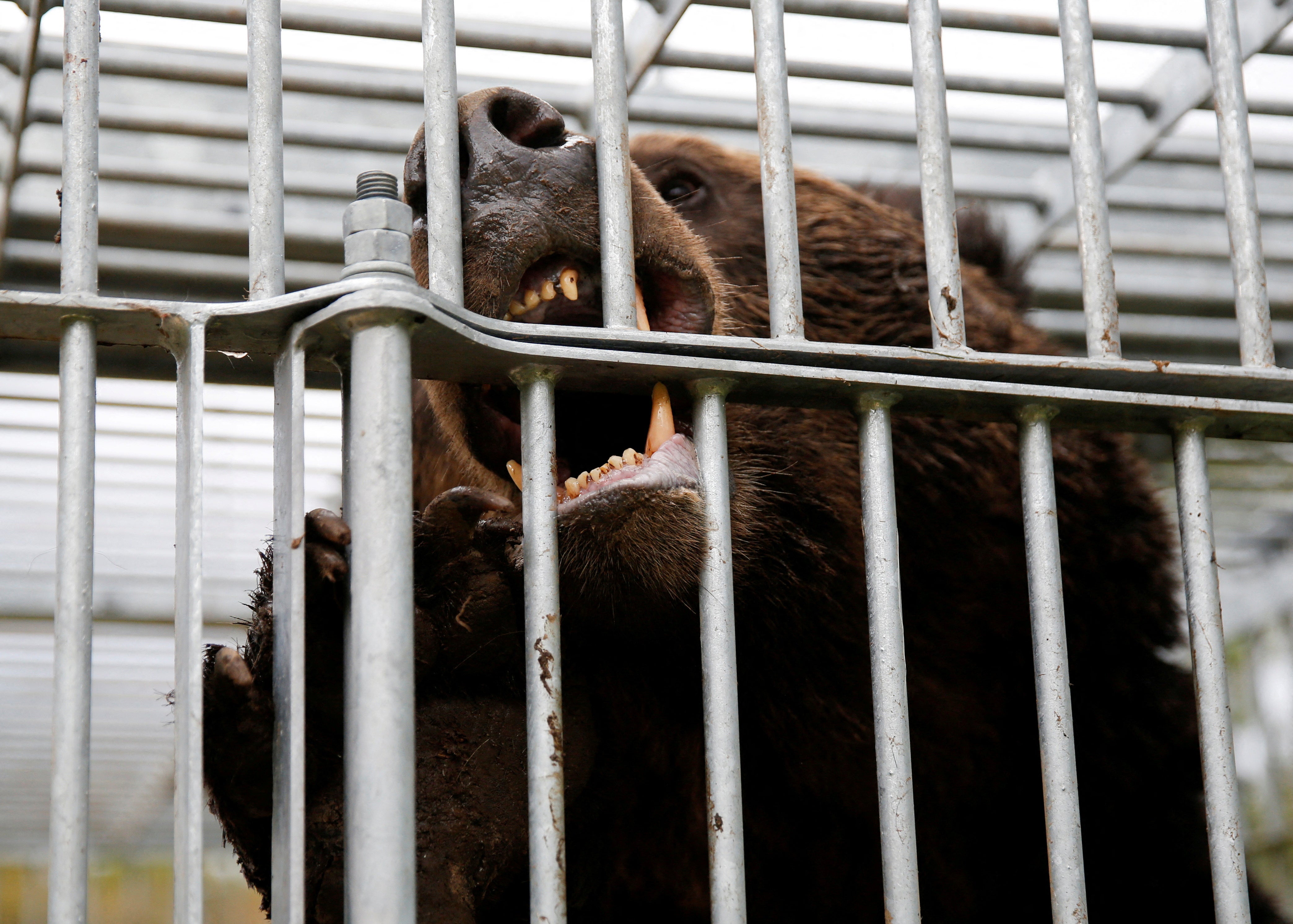 File. A brown bear gnaws at the cage it is trapped in in Sunagawa, Hokkaido Prefecture, Japan, 16 October 2024