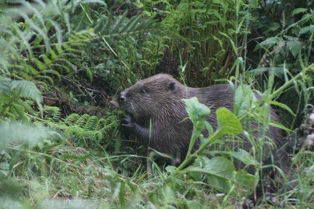 Beavers could help reverse declining numbers of pollinating insects, a study has found (University of Stirling/PA)