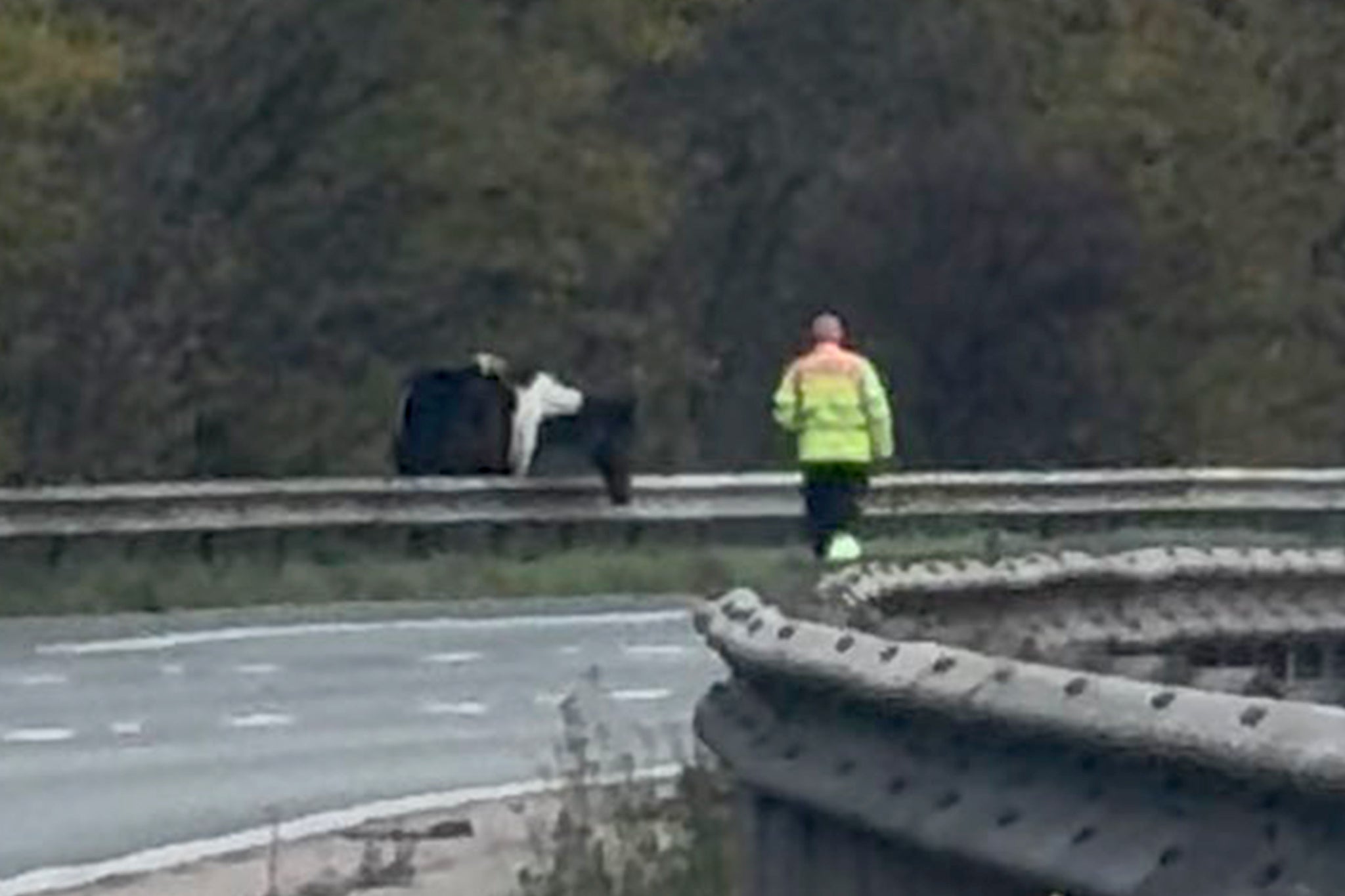 A picture from the scene shows a horse standing behind a road barrier while a worker stands across the other side directing it to safety