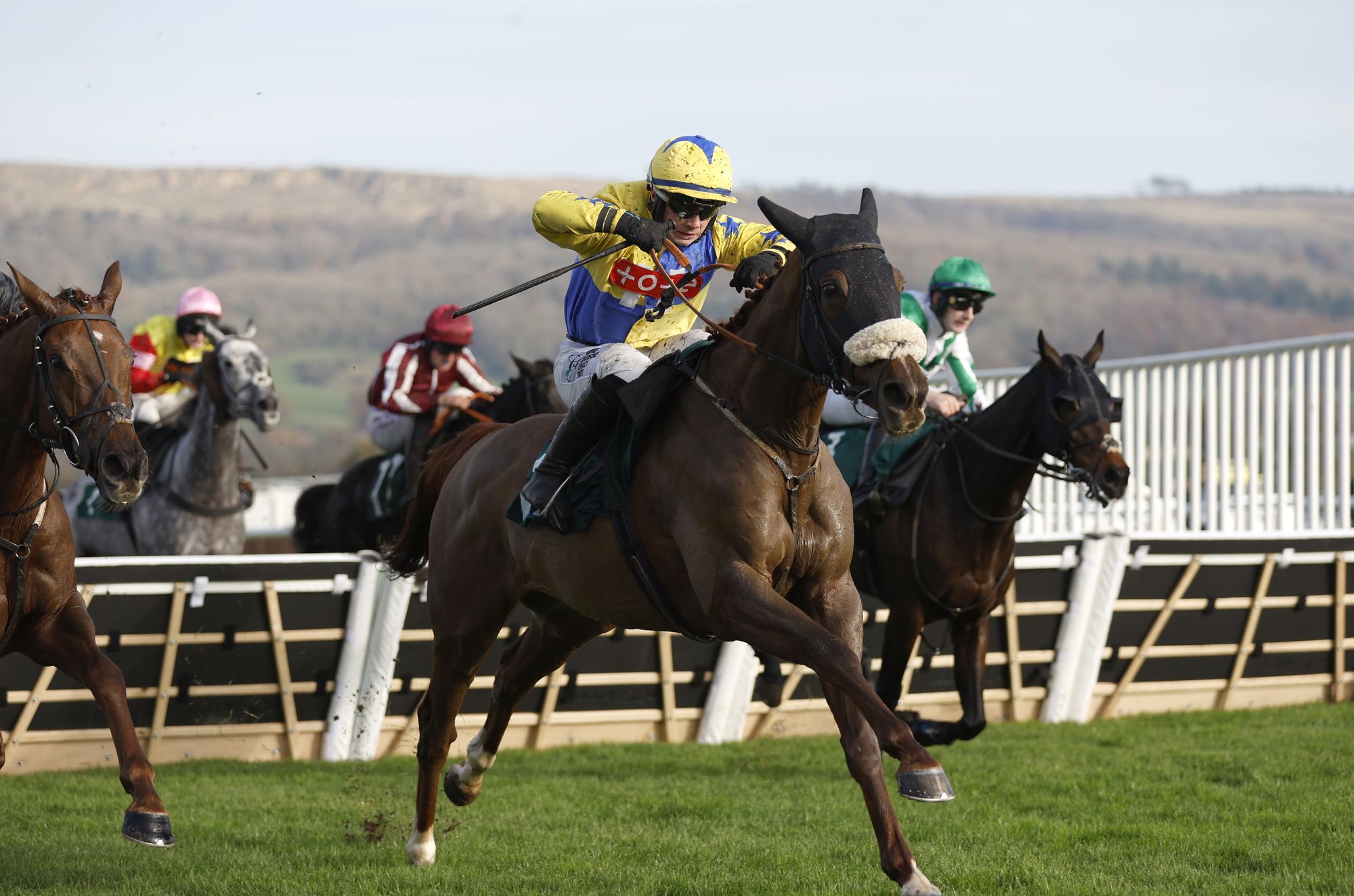 <p>Double Powerful is one of our Friday fancys at Cheltenham</p>