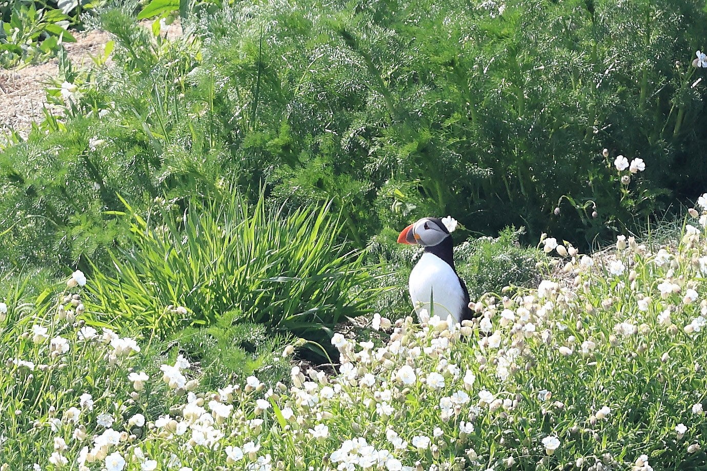 Puffins are breeding on the Isle of Muck for the first time in 25 years