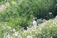 Puffins return to nature reserve for first time in 25 years
