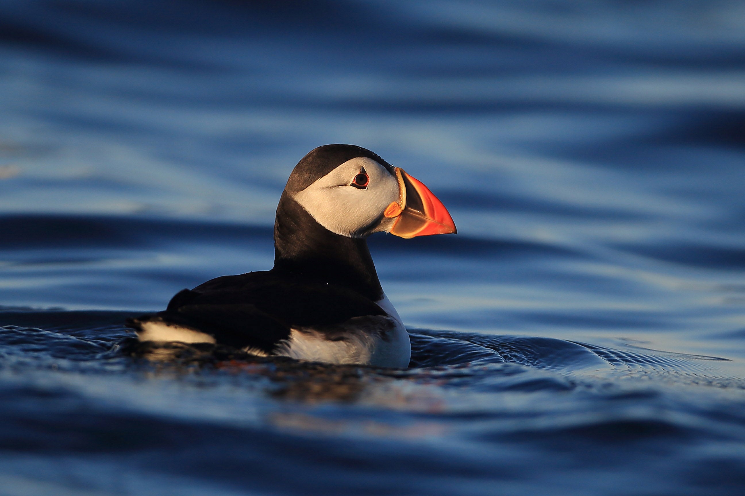 A puffin on the Isle of Muck Nature Reserve, off Islandmagee