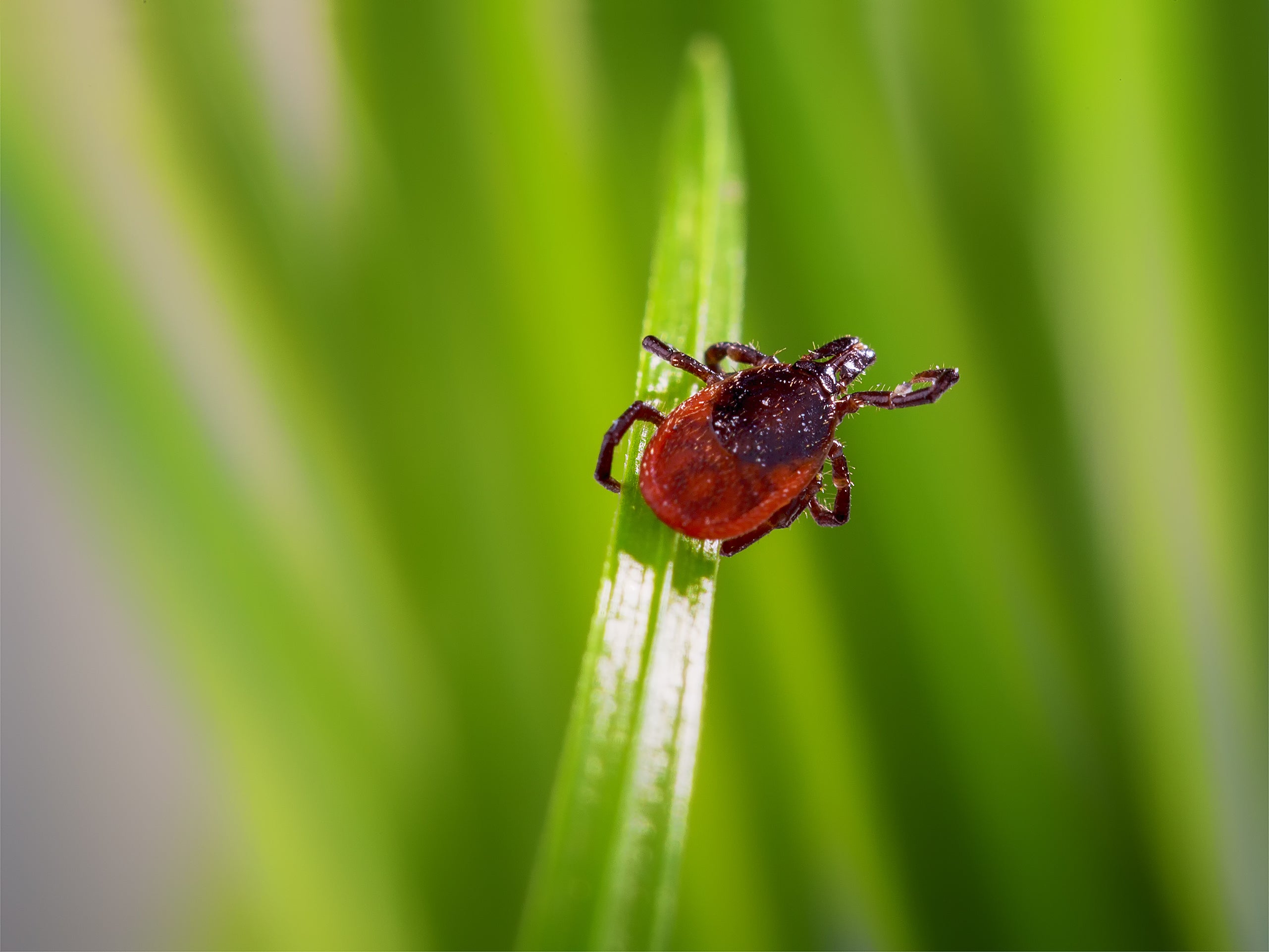Deer ticks and western black-legged ticks have also been tied to alpha-gal syndrome