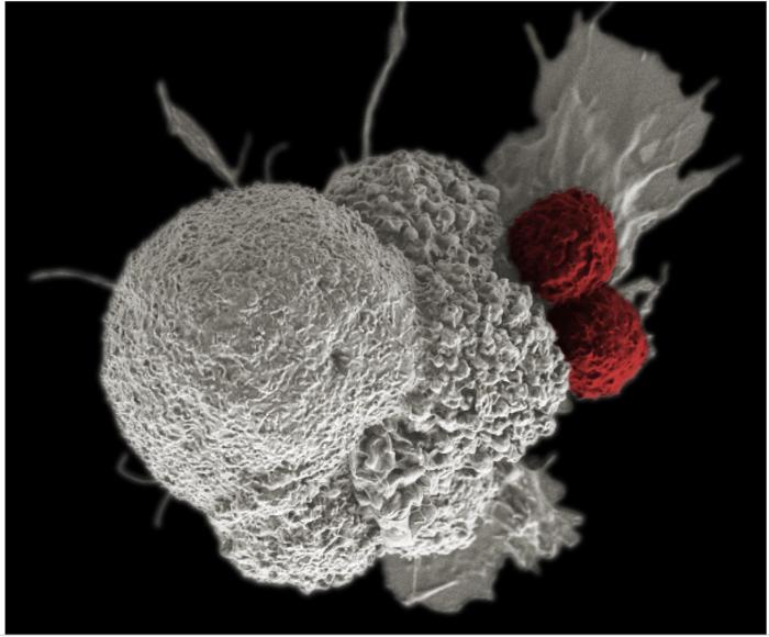 EBV interacts within host cell nucleus