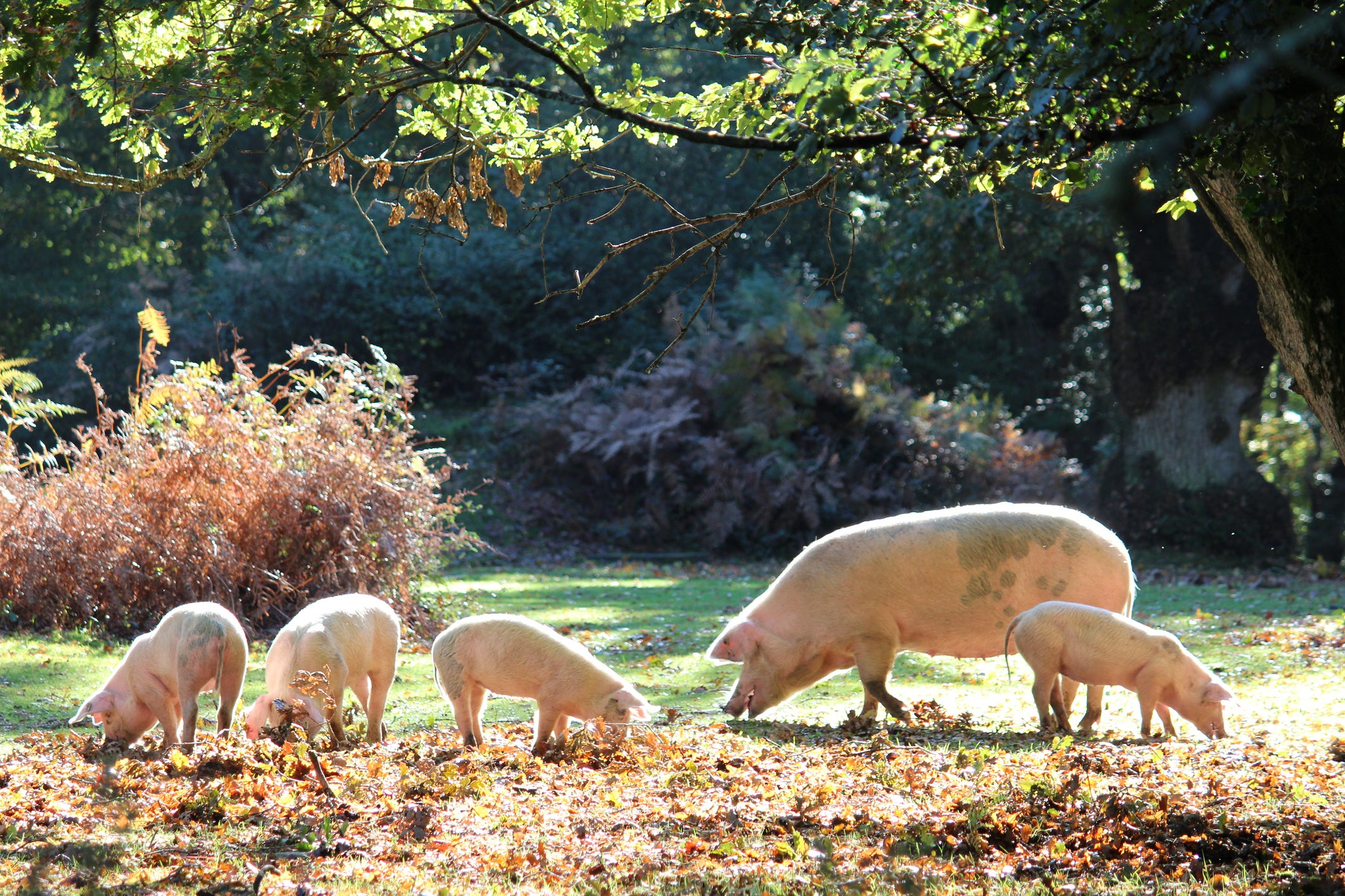 There has been an outbreak of African swine fever in the region around Barcelona