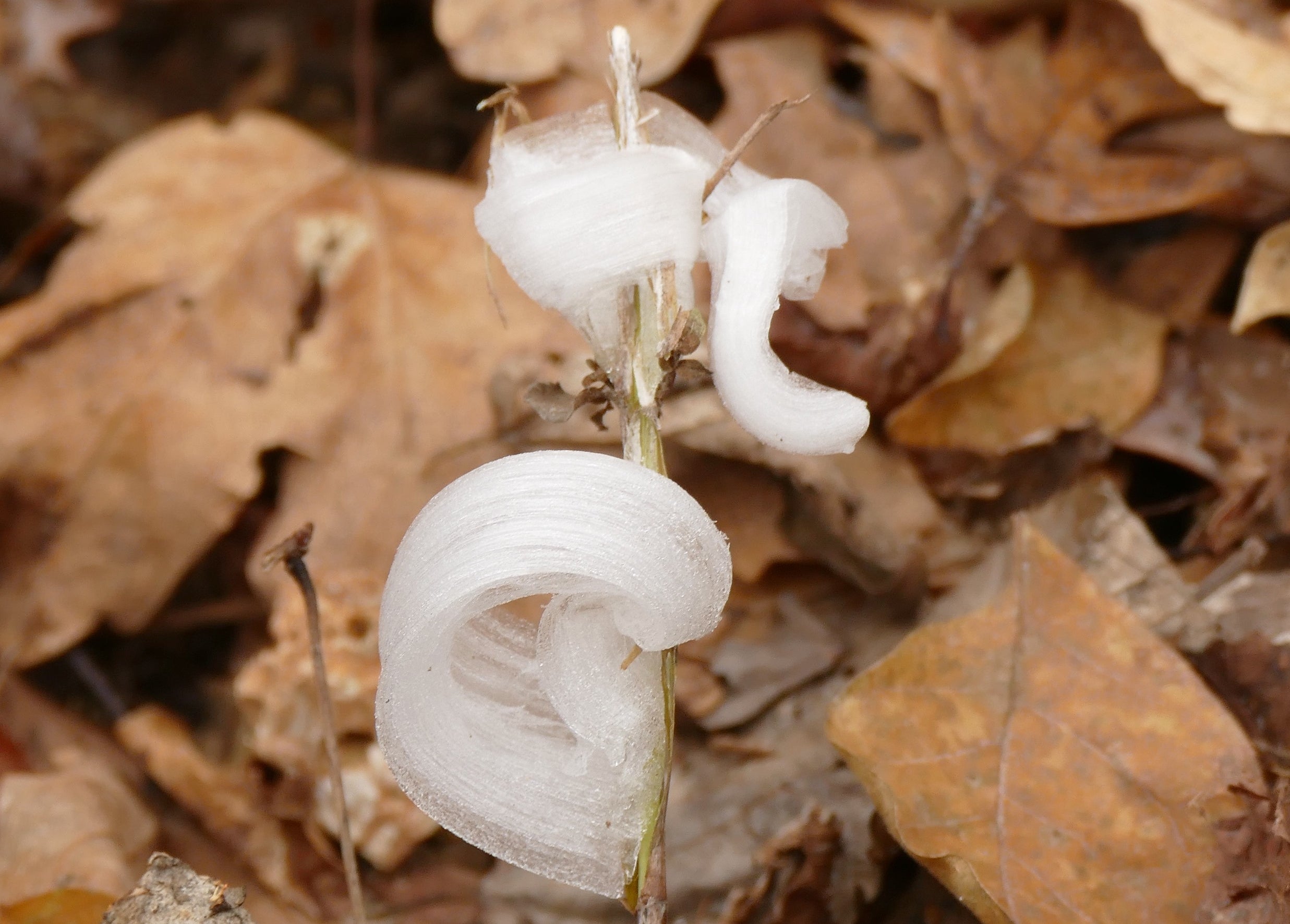 Frost flowers are made of thin ribbons of ice that extend out in intricate patterns when frozen water breaks through the slits of certain types of plant stems
