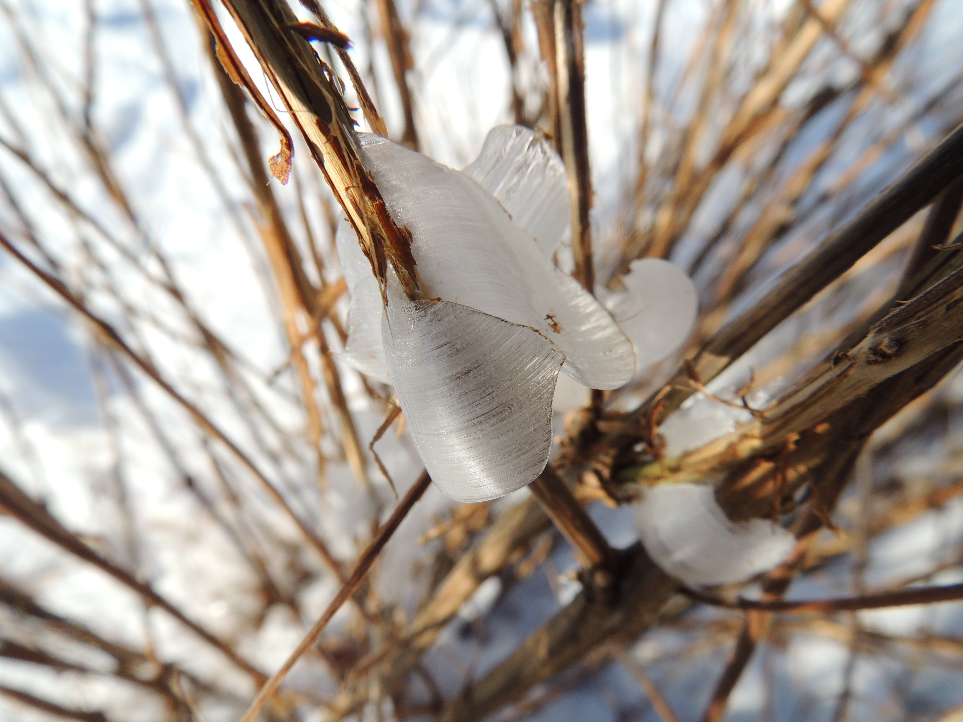 The first major blast of wintry weather in the U.S saw frost flowers emerge
