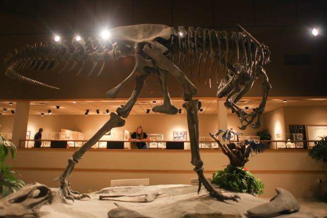 <p>The Badlands Dinosaur Museum features 11 full-scale dinosaur skeletons</p>